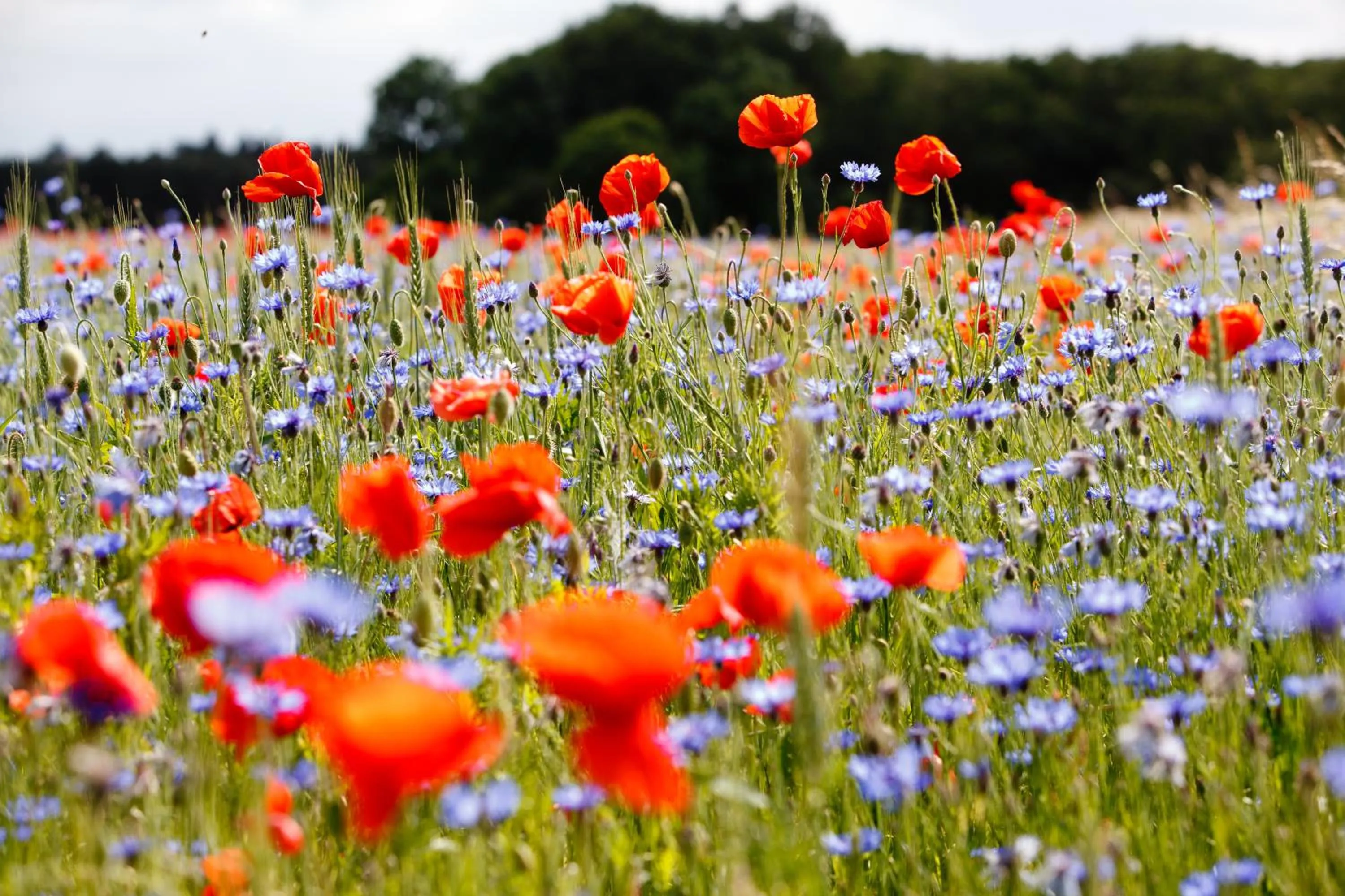 Off site in Landhotel Zum Pottkuchen