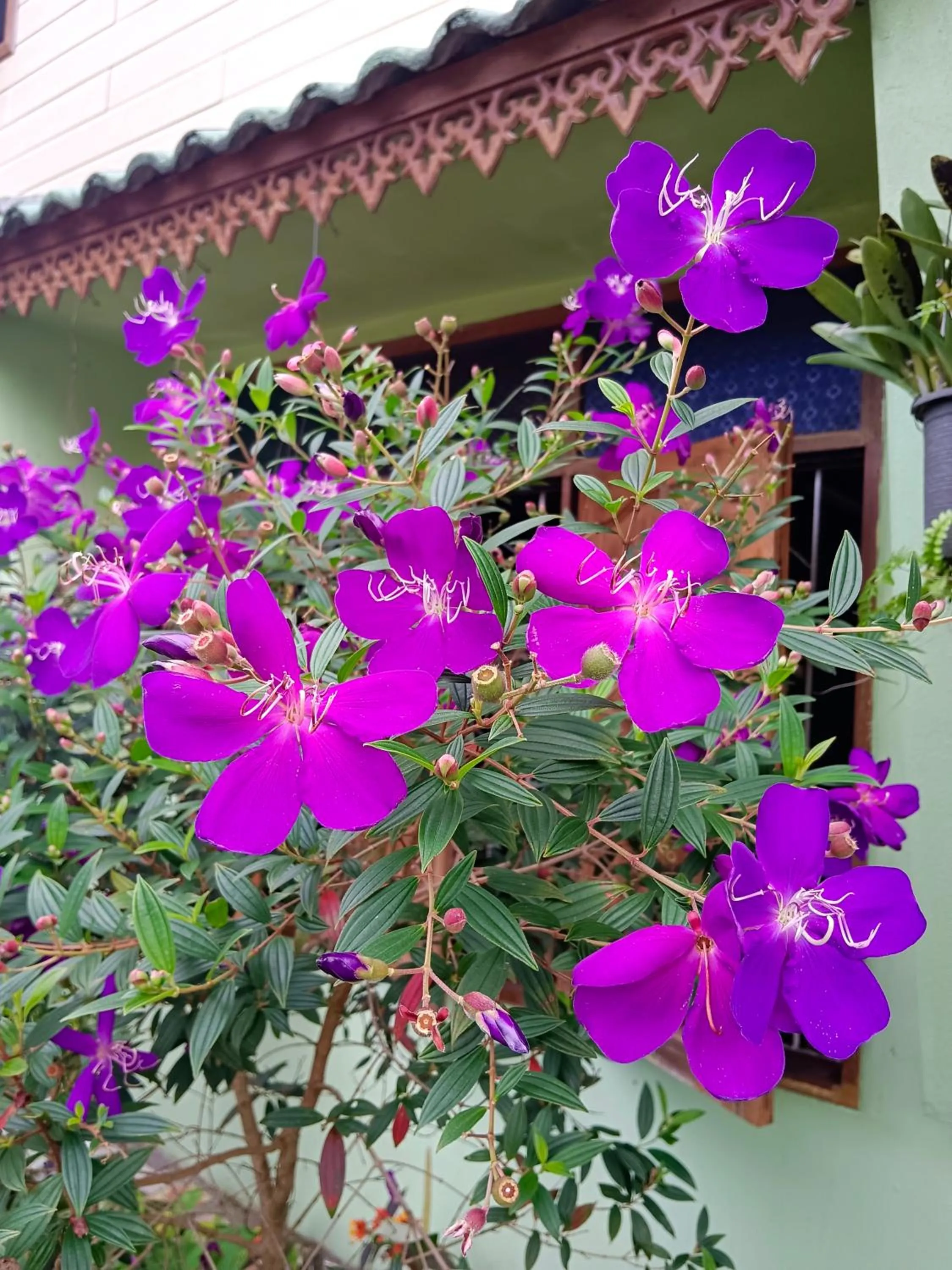 4 seasons mini house