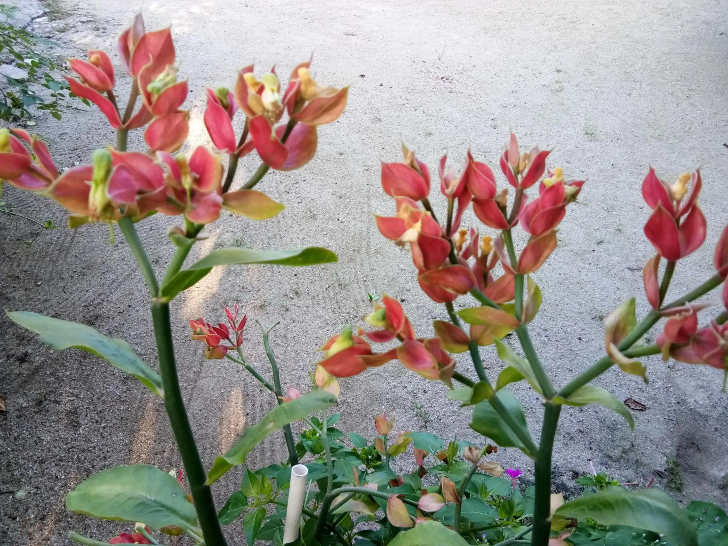 4 seasons mini house