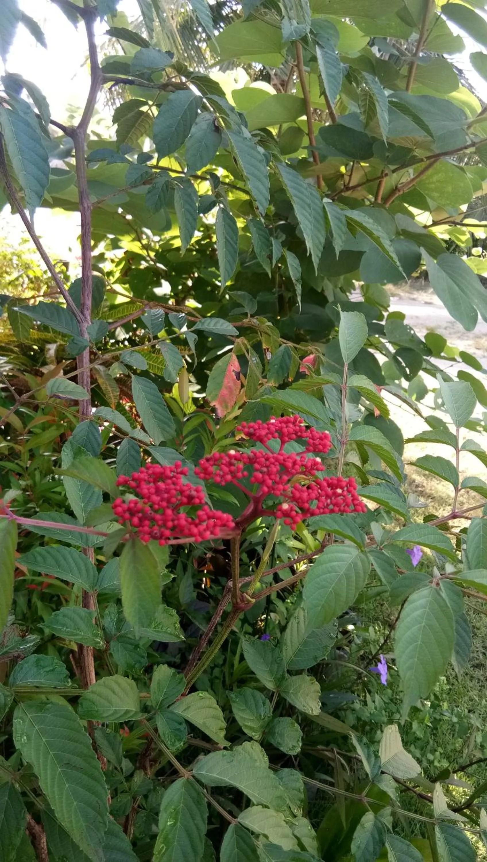 4 seasons mini house