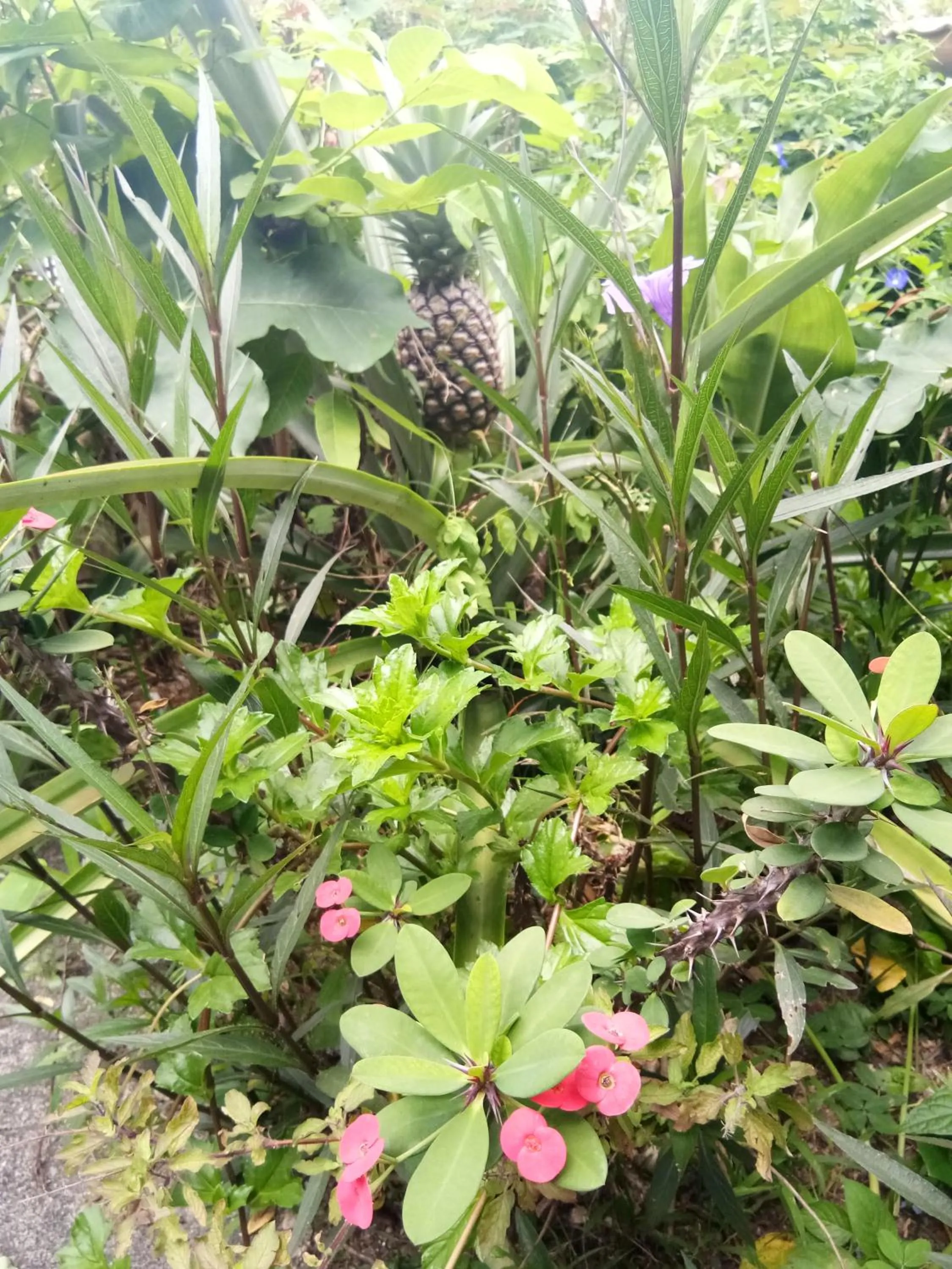 4 seasons mini house