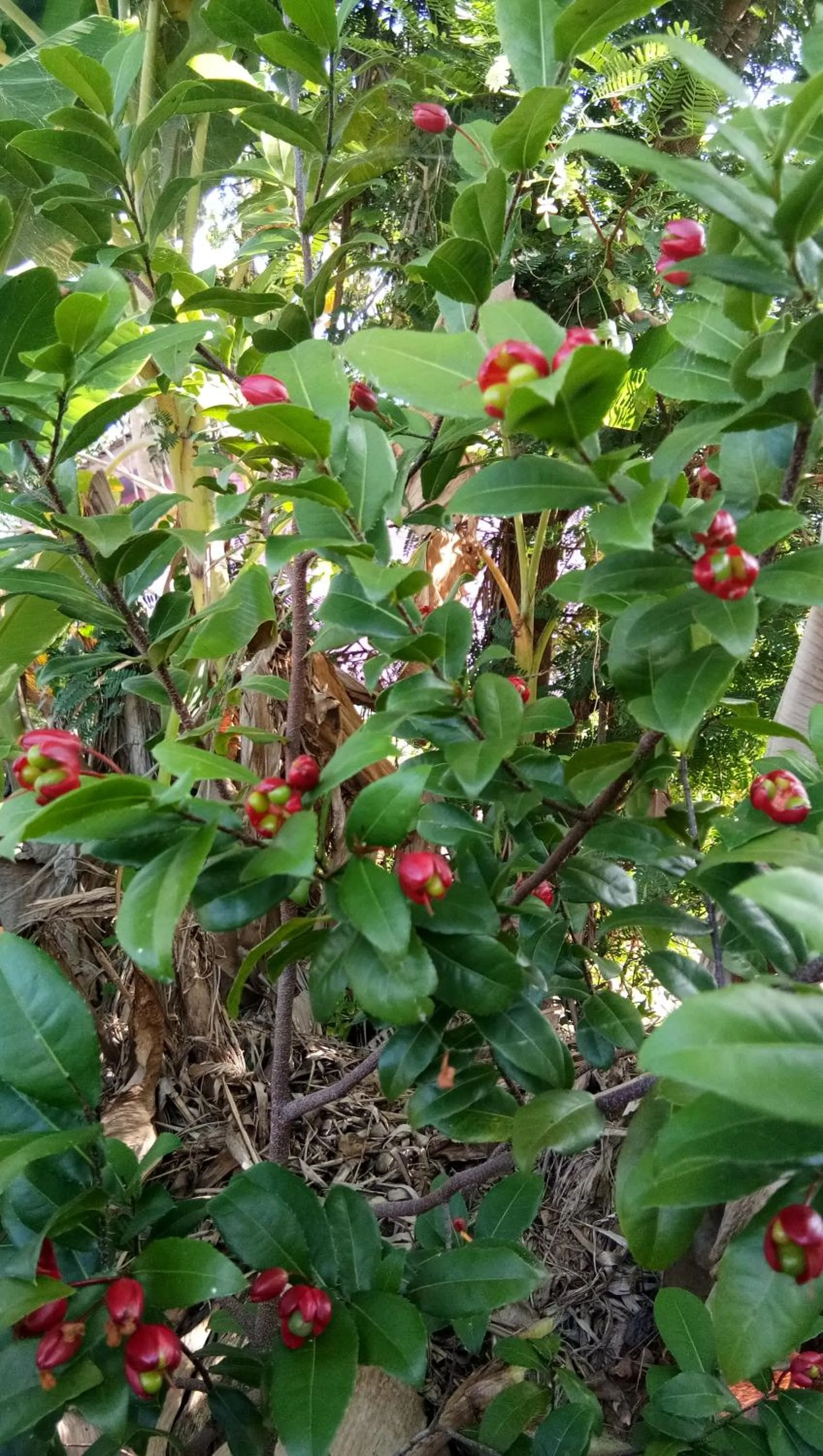 4 seasons mini house