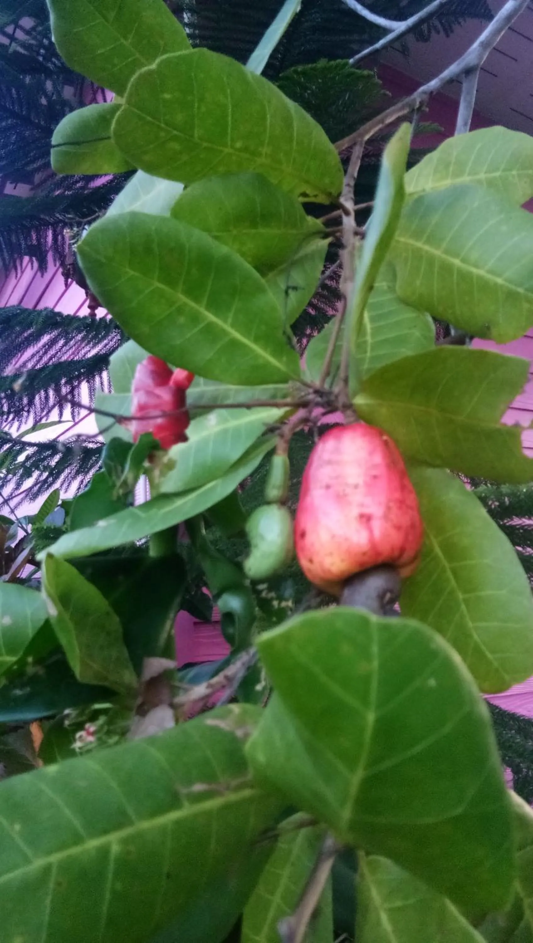 4 seasons mini house