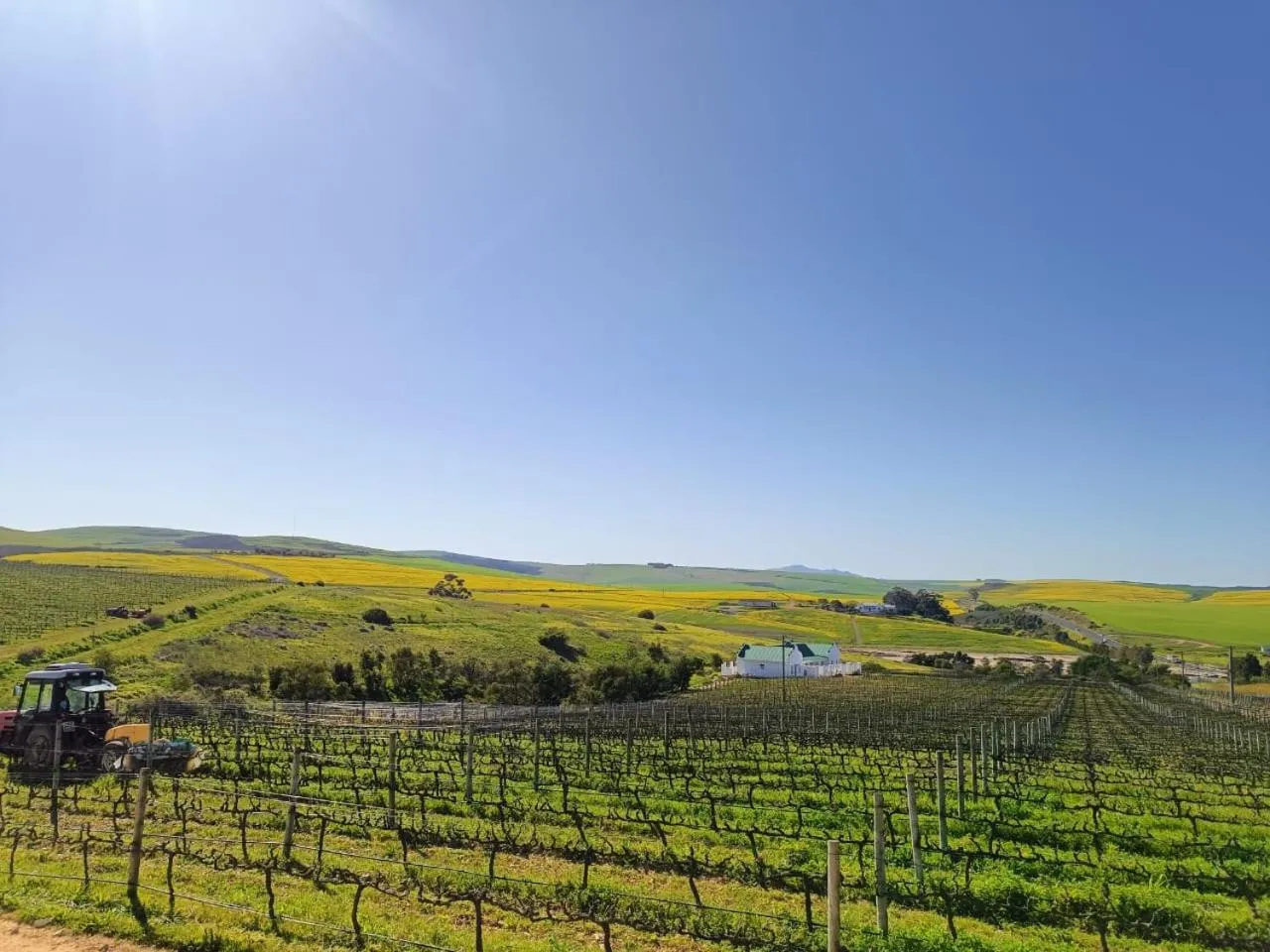 Restaurant/places to eat in Arcangeli Wines