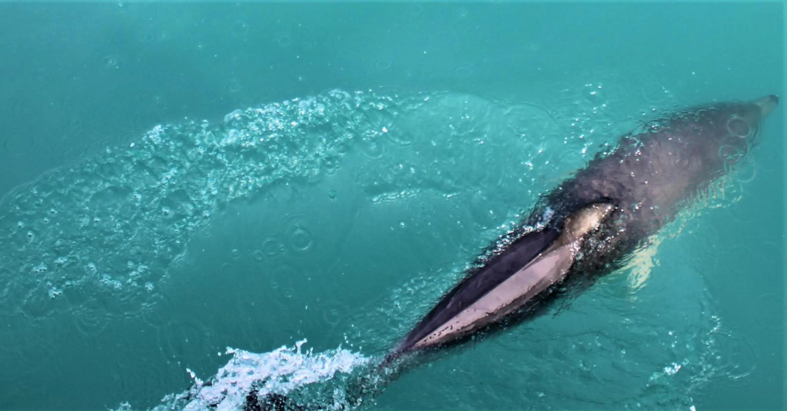 Duvauchelle Seaside Motel