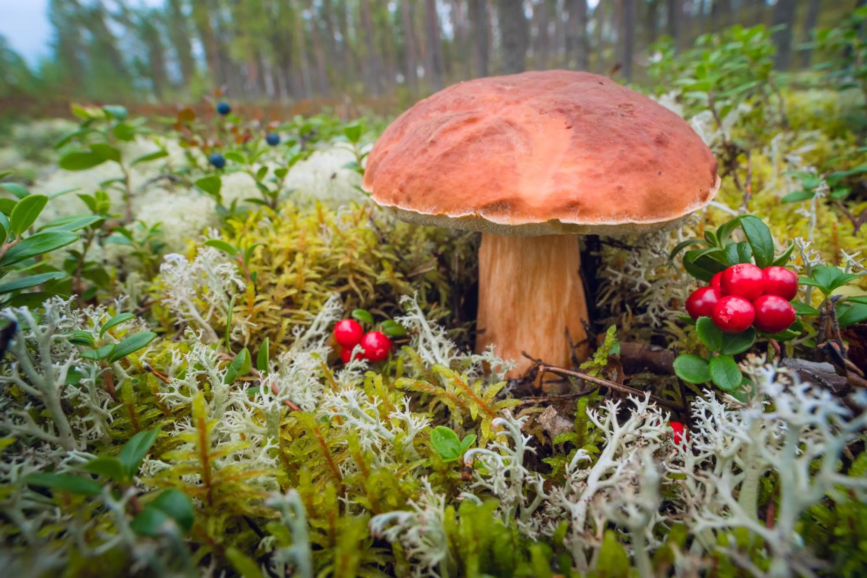 Autumn in Rokua Health & Spa