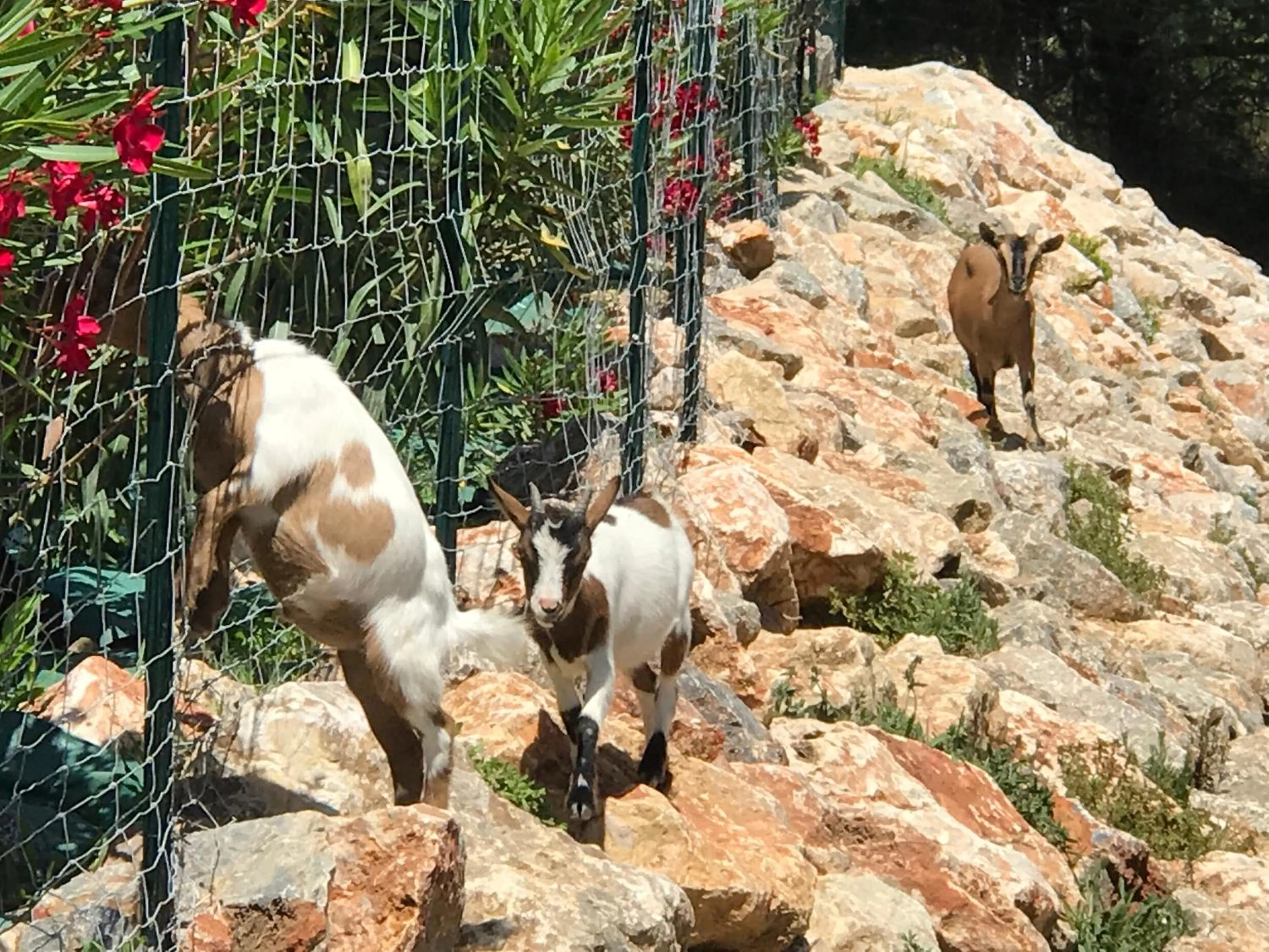 Animals in Escapades Lointaines