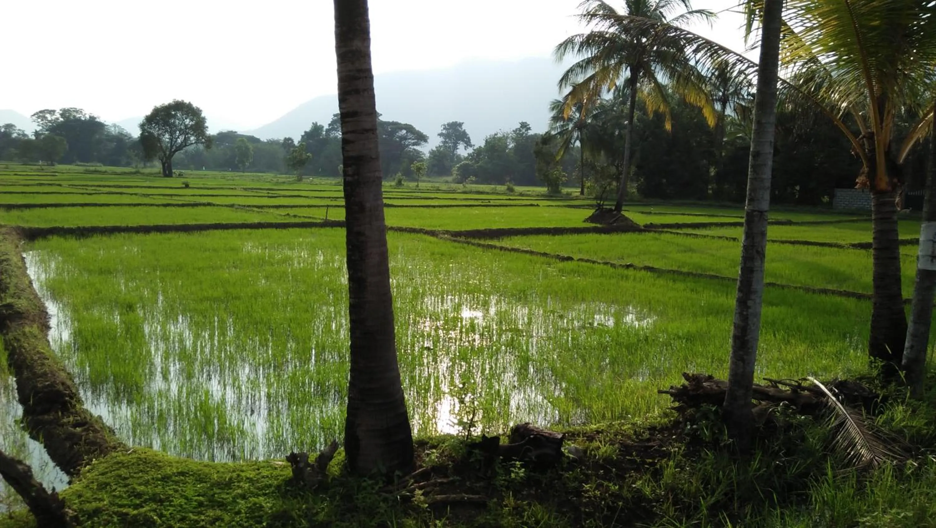 Neighbourhood in Flamboyant Villas