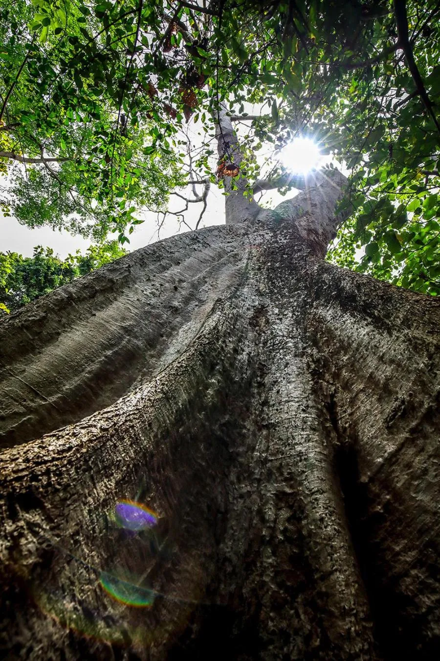 Garden in Flamboyant Villas