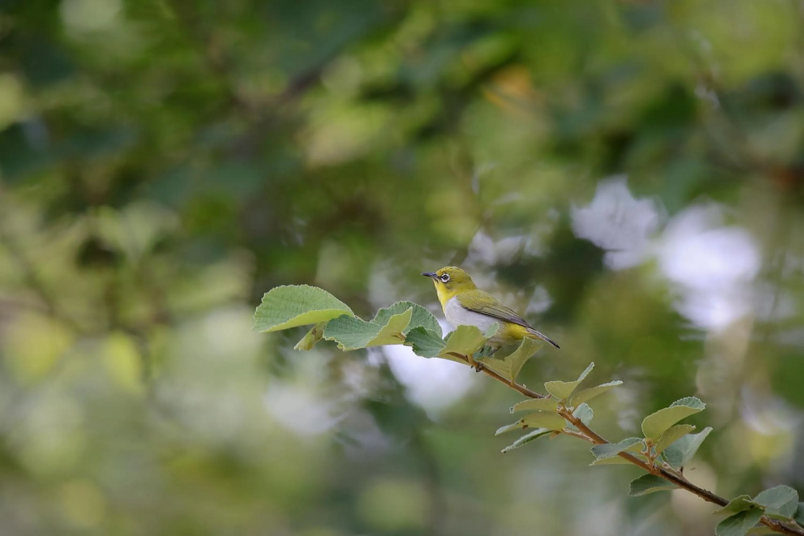 Activities in Flamboyant Villas