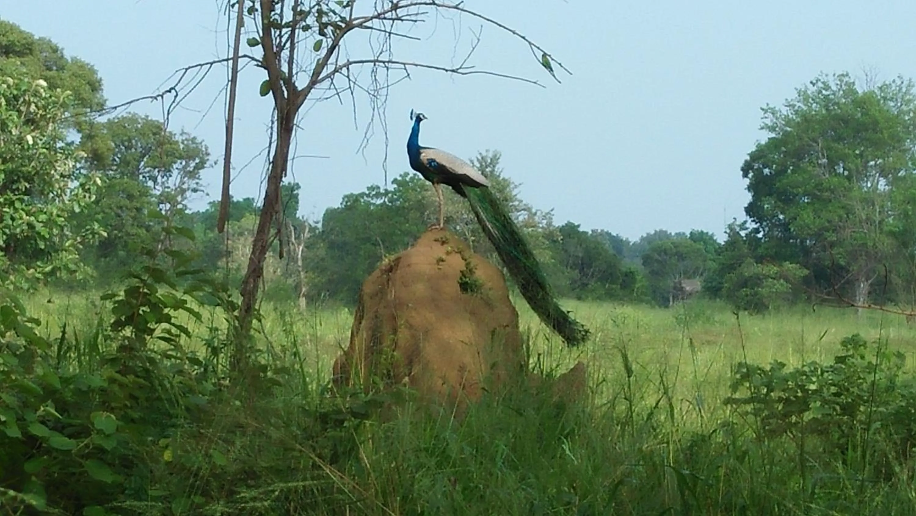 Animals in Flamboyant Villas