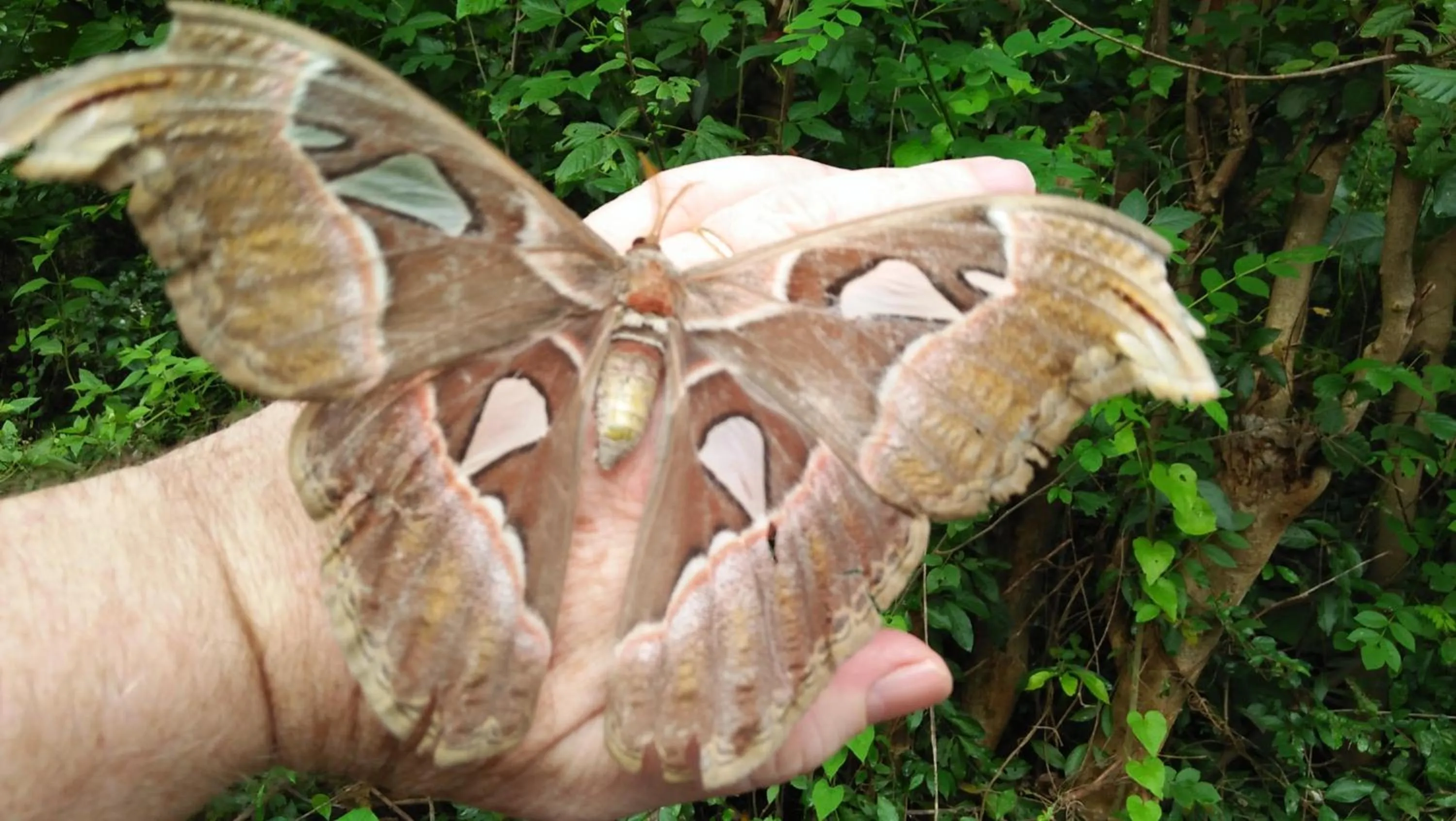 Animals in Flamboyant Villas