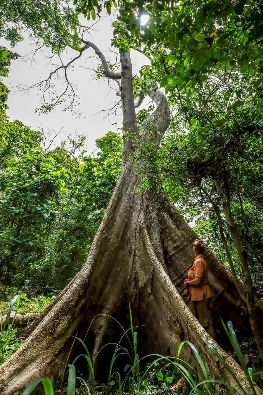 Natural landscape in Flamboyant Villas