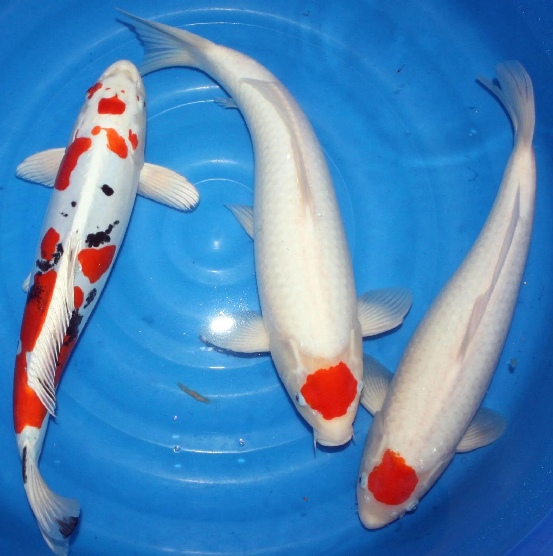 Garden in Hotel Koi-Gartenteich