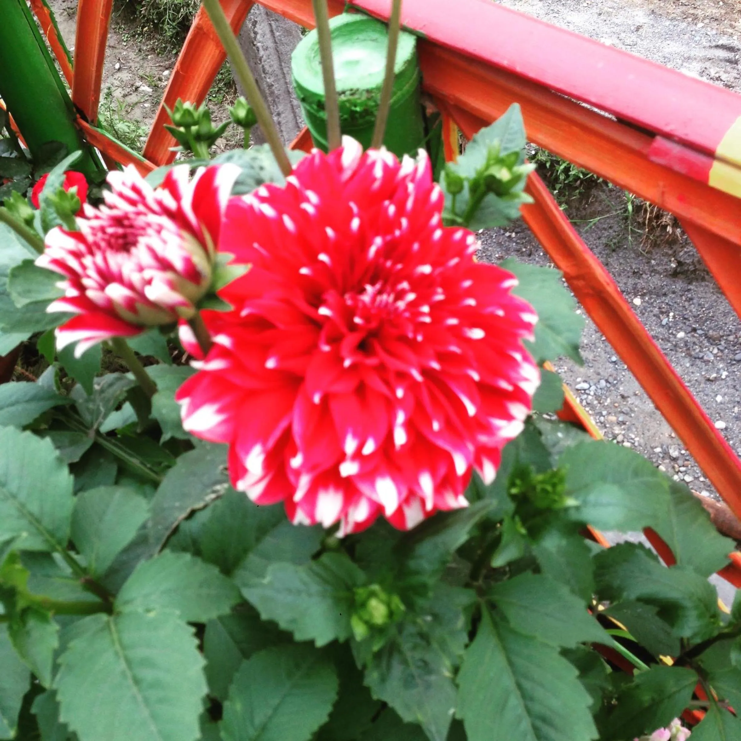 Sweet Dreams Guest house