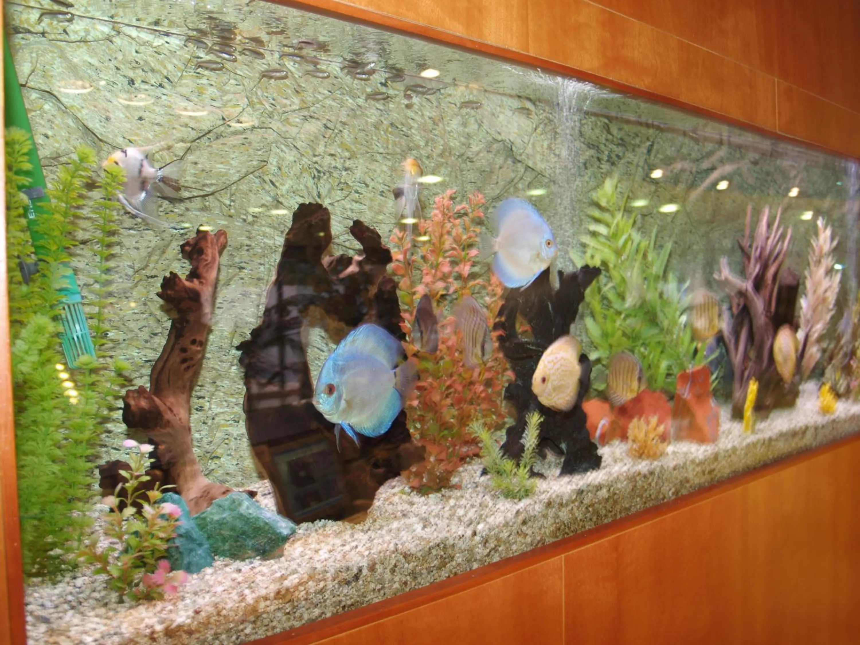 Lobby or reception in Hotel Montemar Maritim