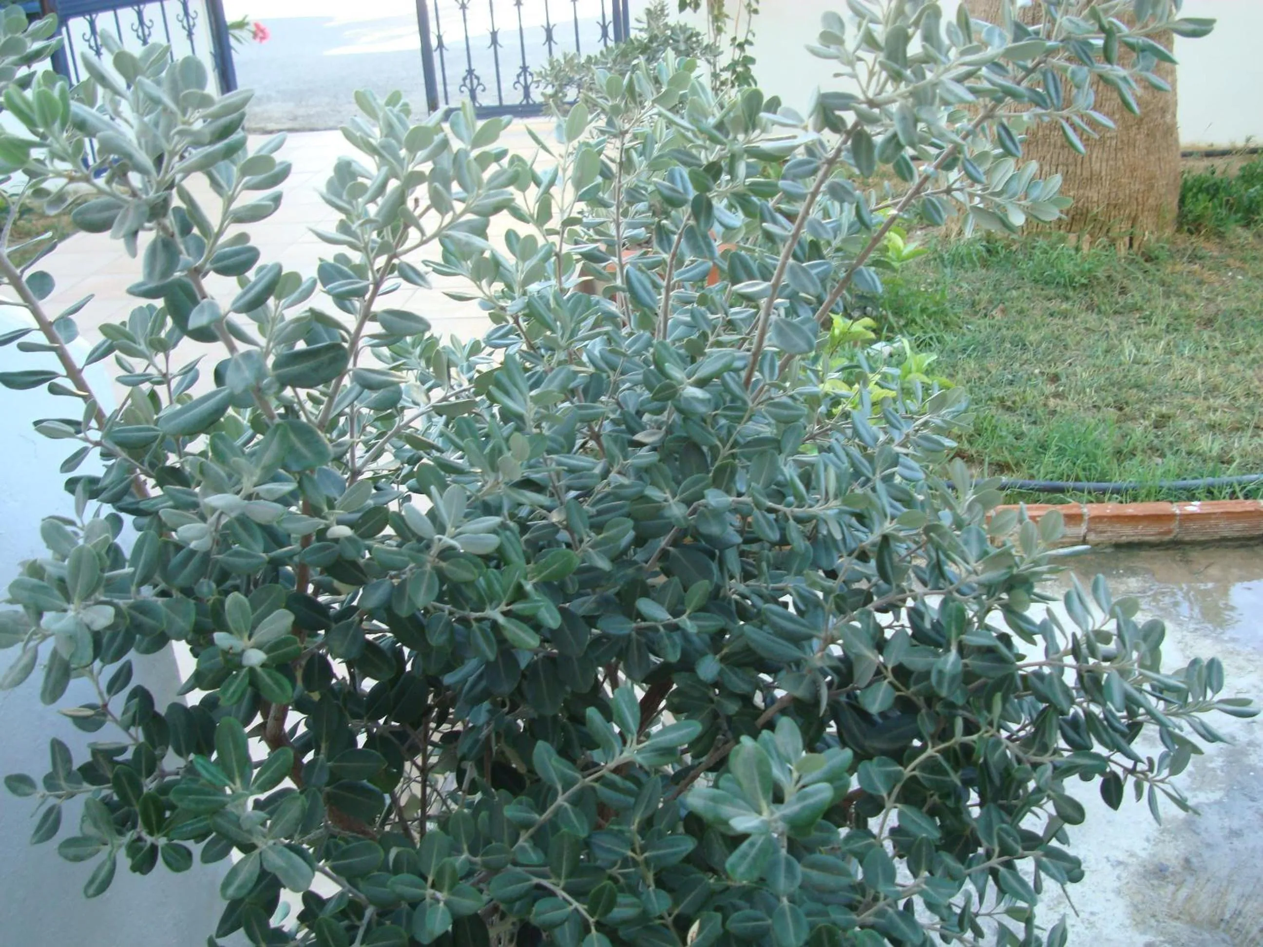 Garden in Philippos Studios & Apartments