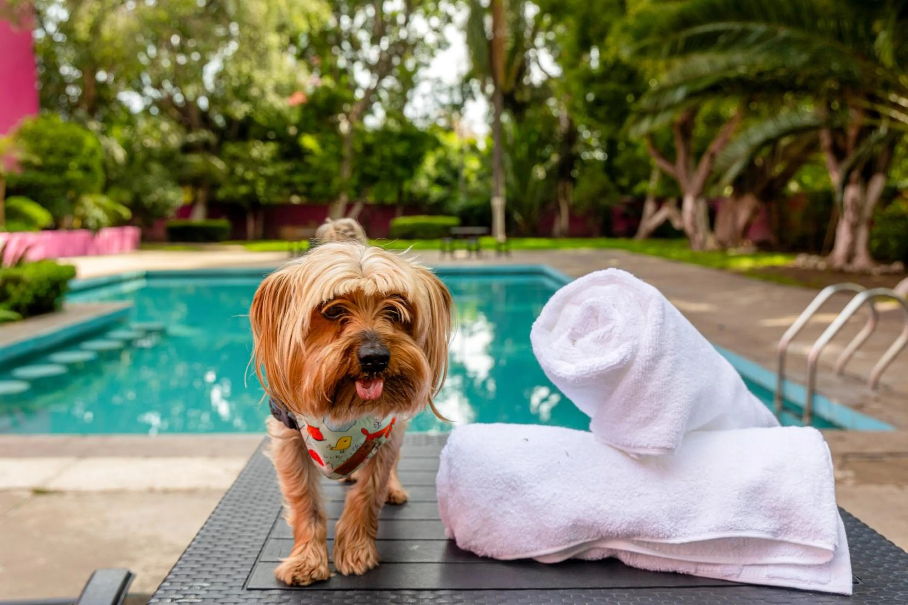 Animals in Hotel Real de Puebla