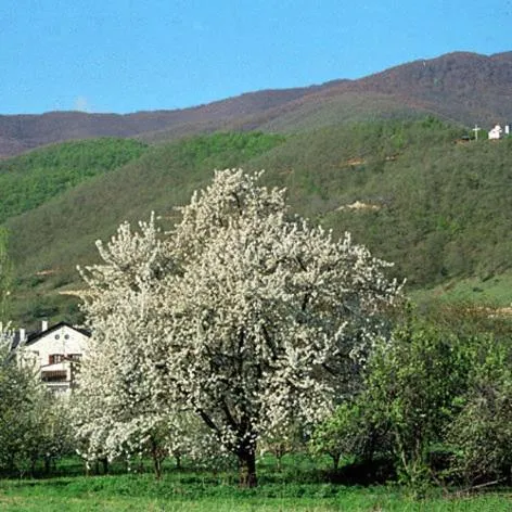 Other in Villa Kastanodasos