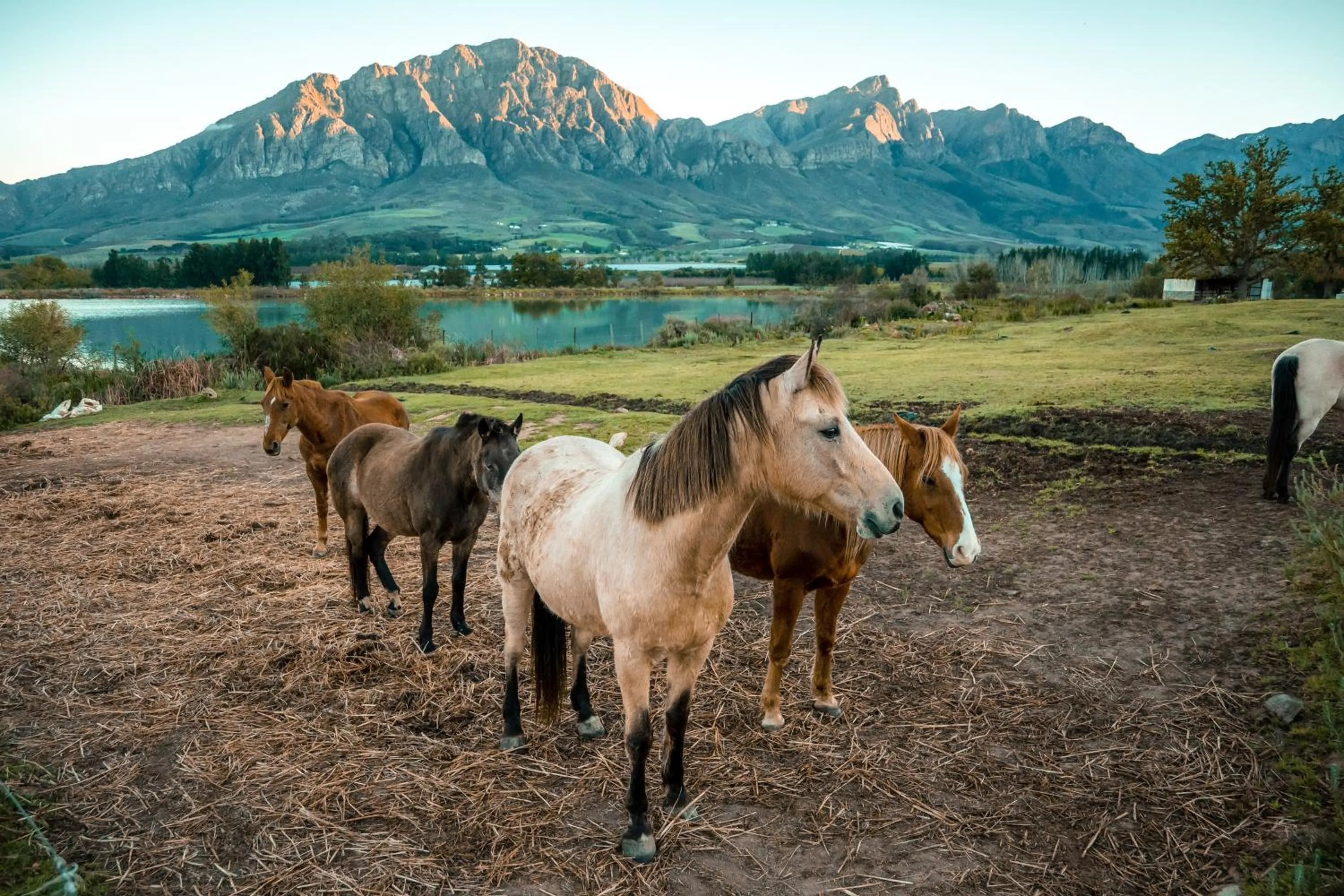 Horse-riding in Tulbagh Boutique Heritage Hotel