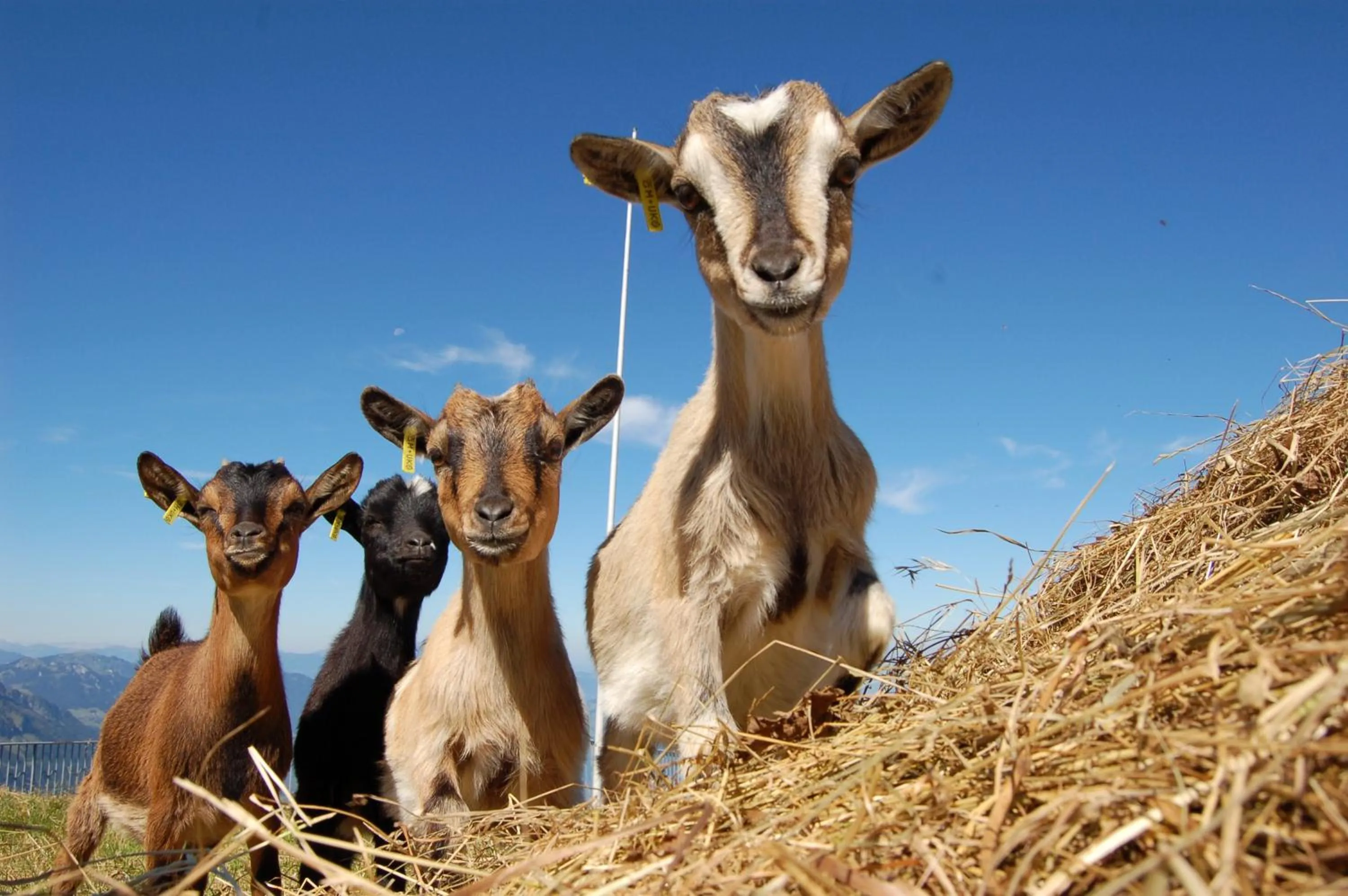 Animals in Fronalpstock Hotel & Restaurant