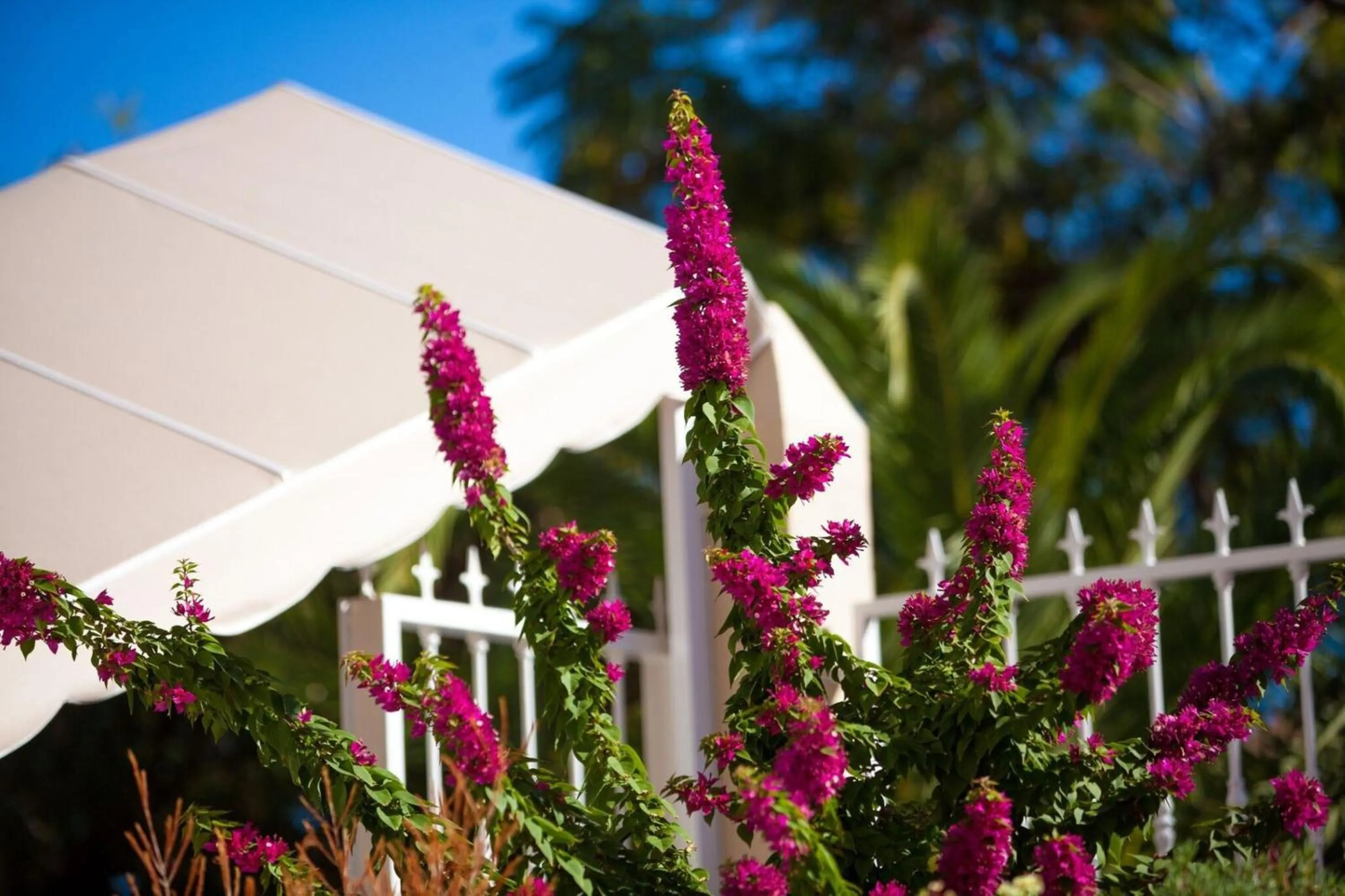 Garden in Apartamentos Los Dragos del Norte