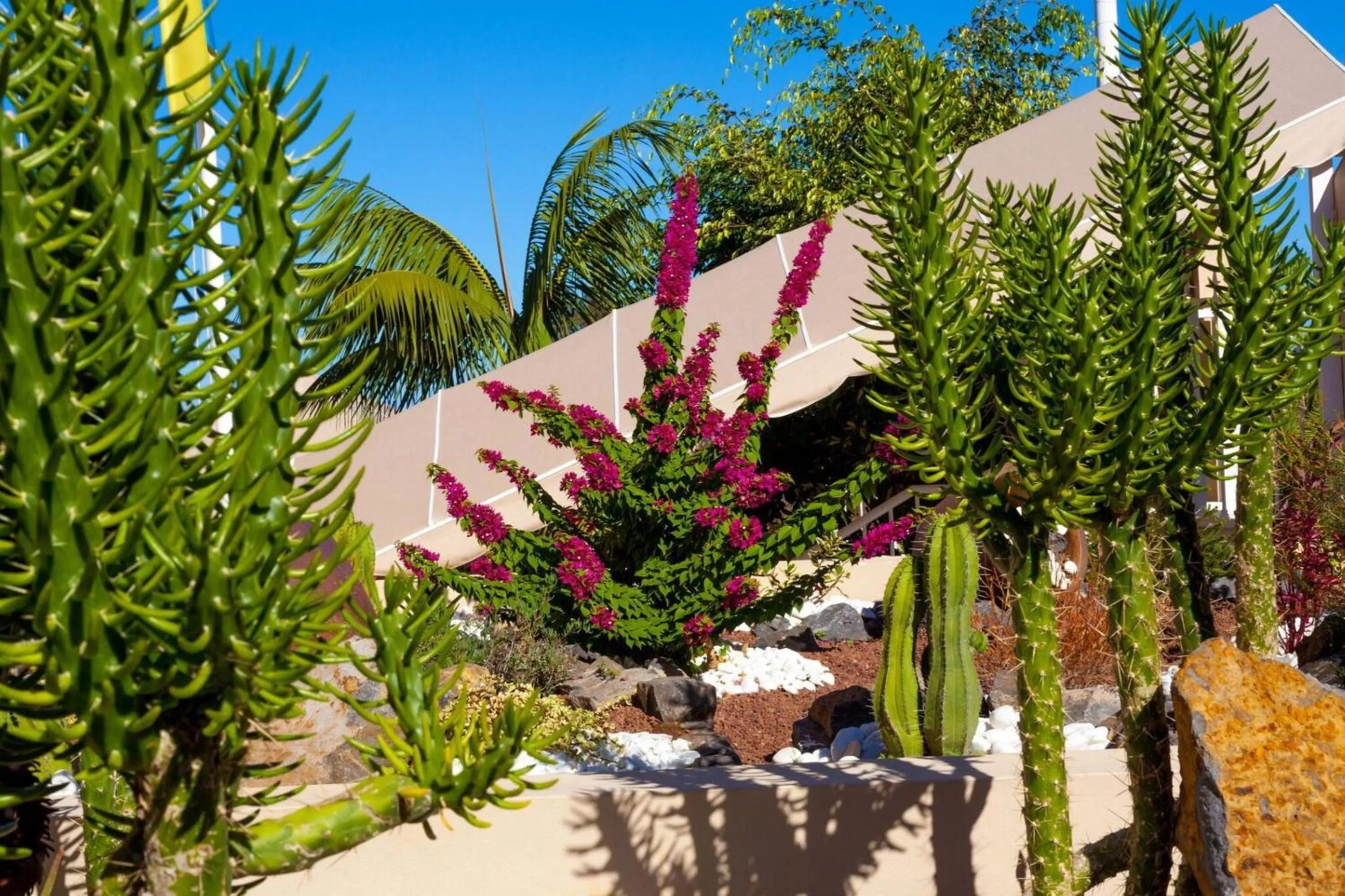 Garden in Apartamentos Los Dragos del Norte