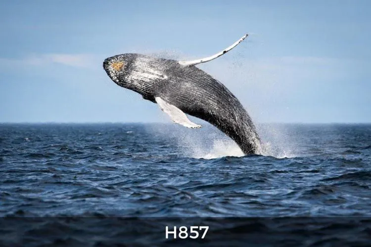 Motel de l'Anse a l'Eau