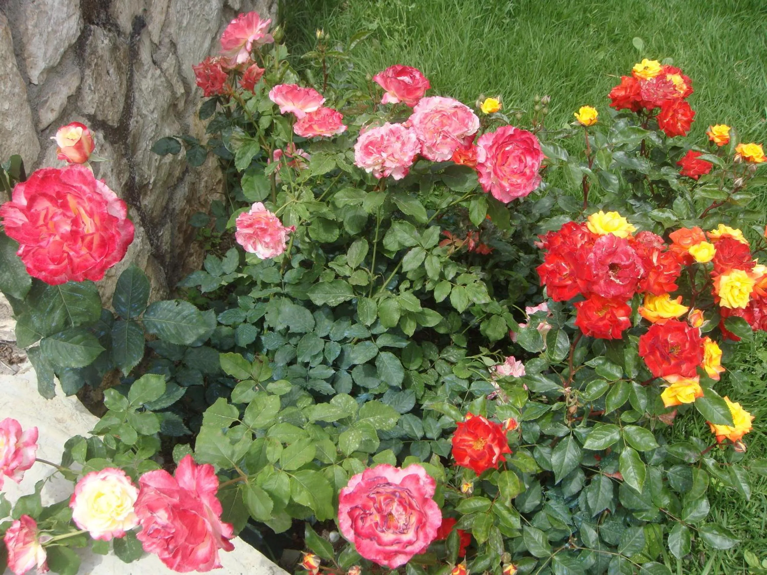 Garden in PHILIPPOS Hotel Apartments