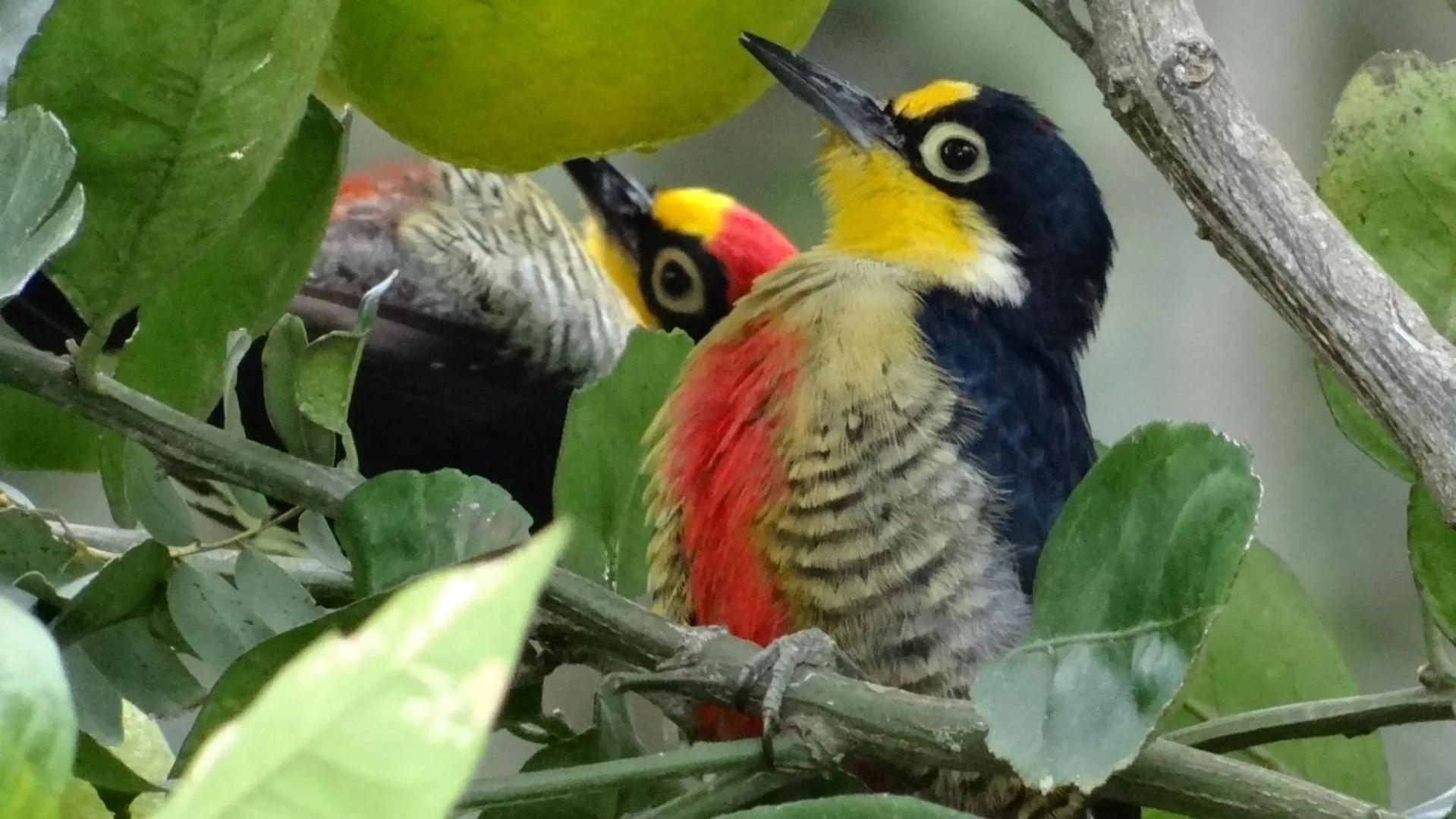 Natural landscape in Hotel Fazenda Itáytyba