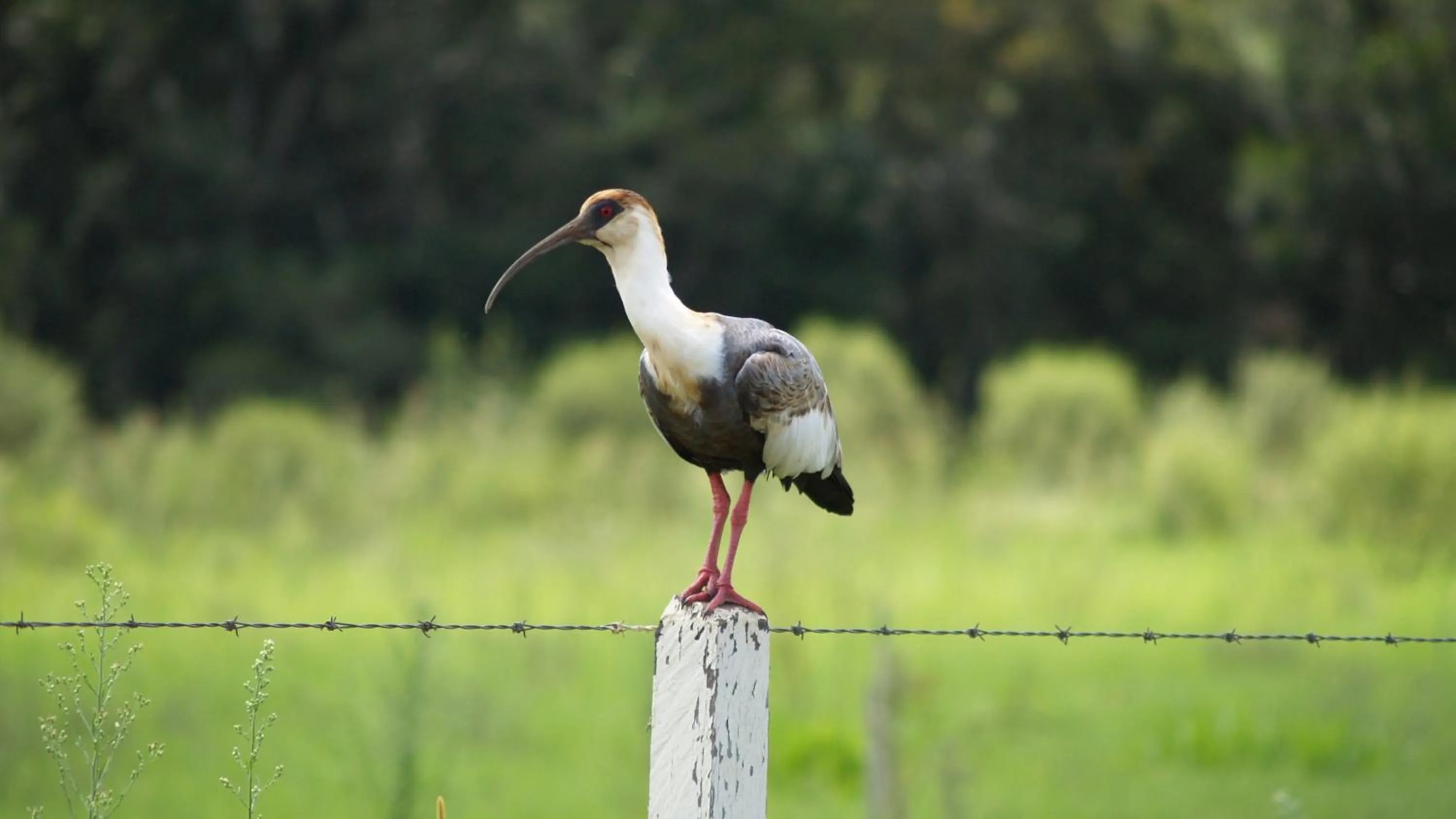 Day in Hotel Fazenda Itáytyba