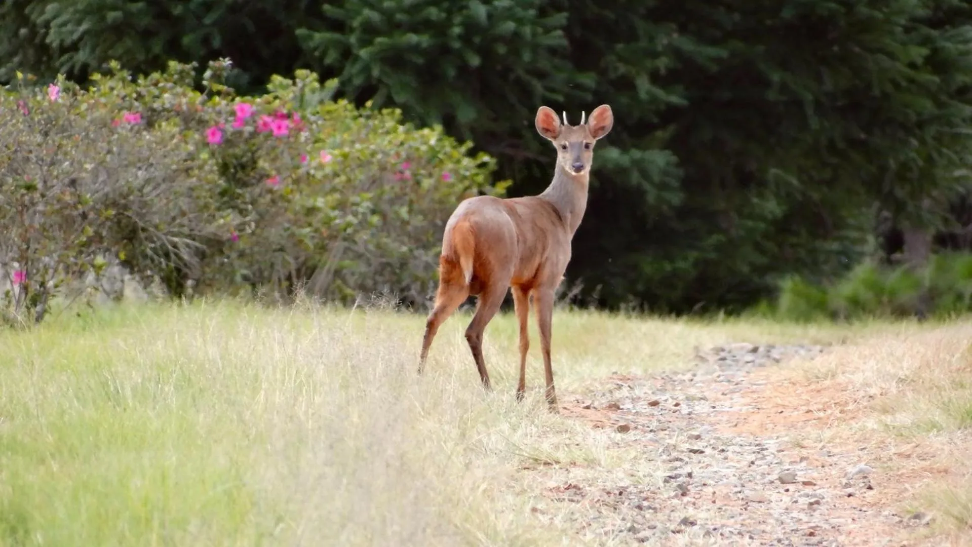 Day in Hotel Fazenda Itáytyba