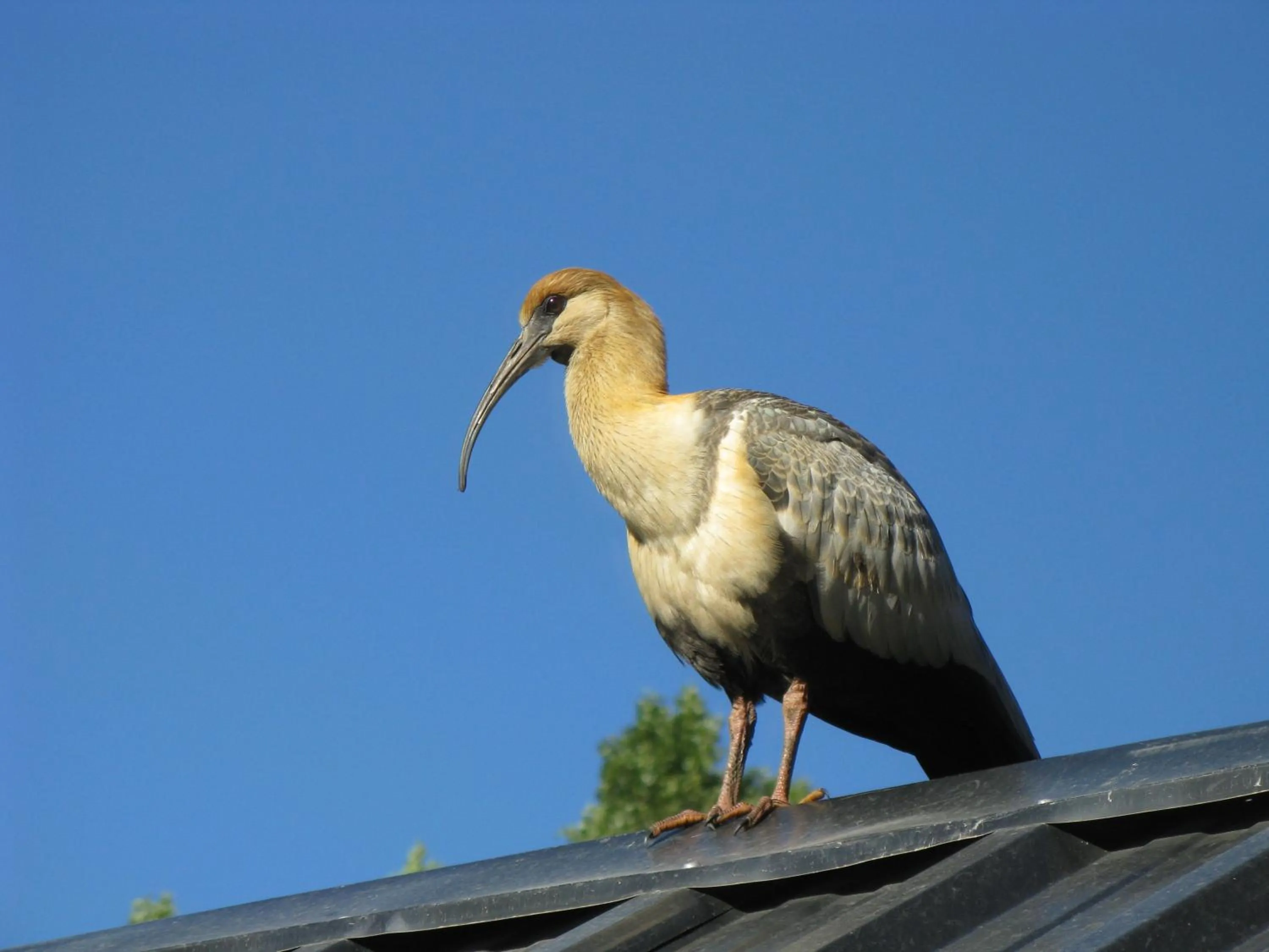 Garden in Alto Verde Hostería