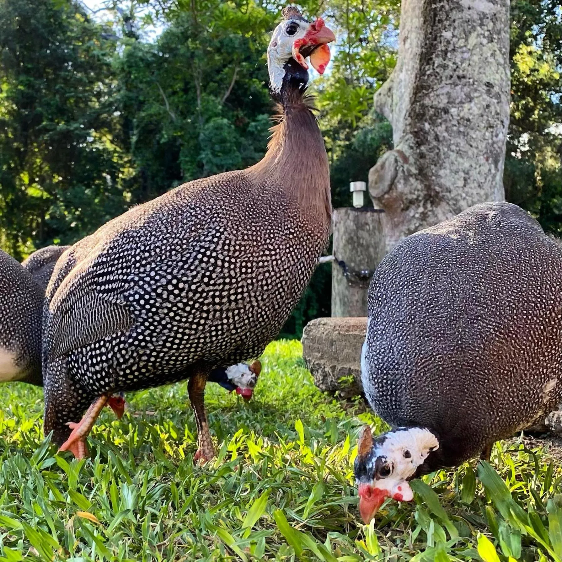 Garden in Ferns Hideaway Resort