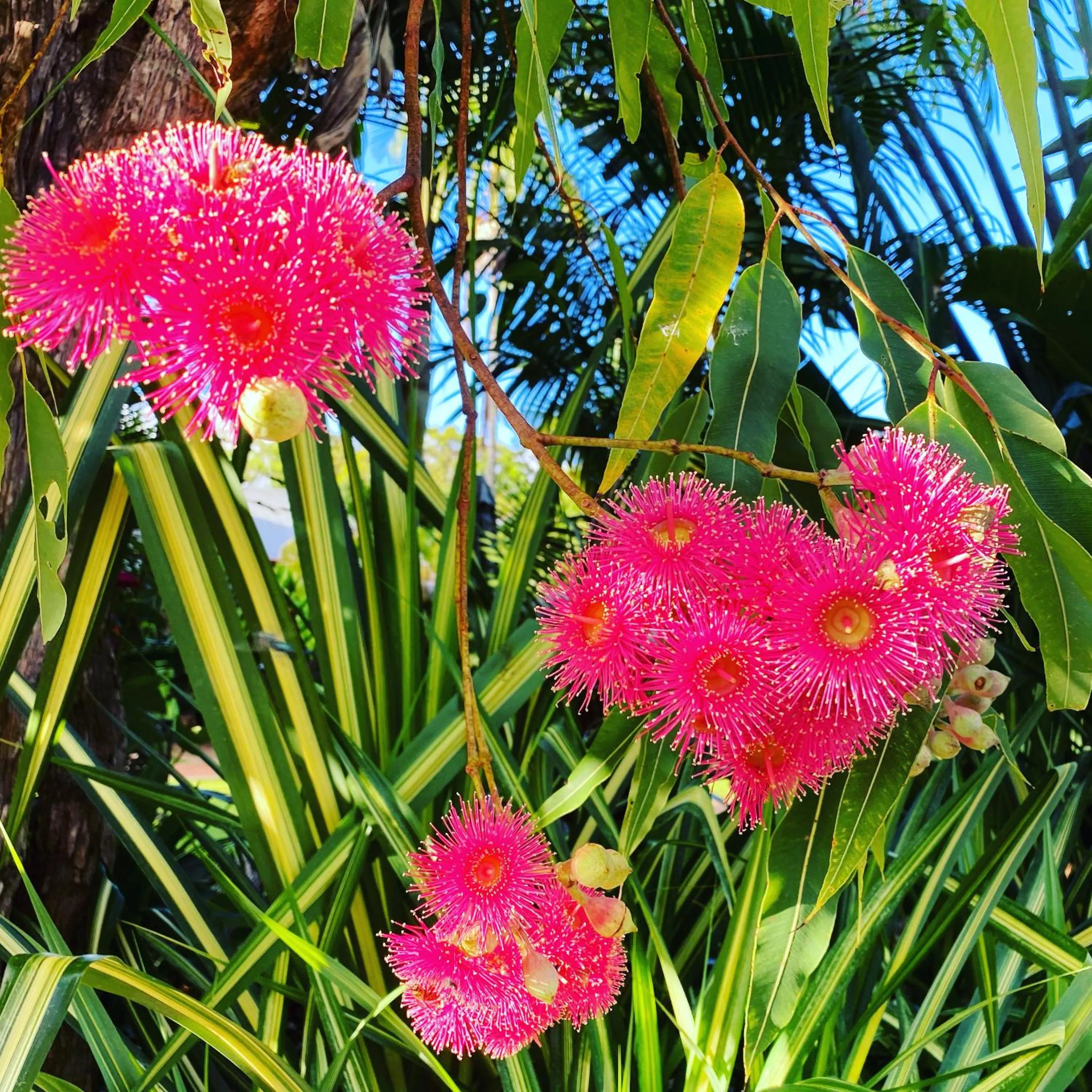 Spring in Ferns Hideaway Resort