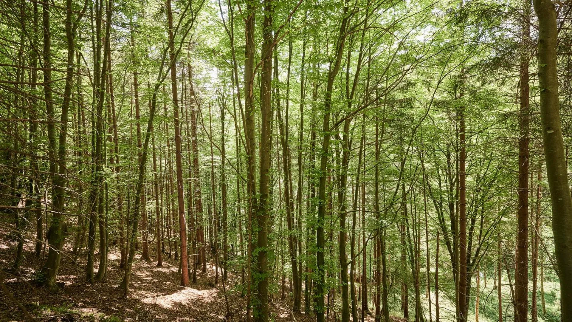 Natural landscape in Der Brandstetterhof - Adults only