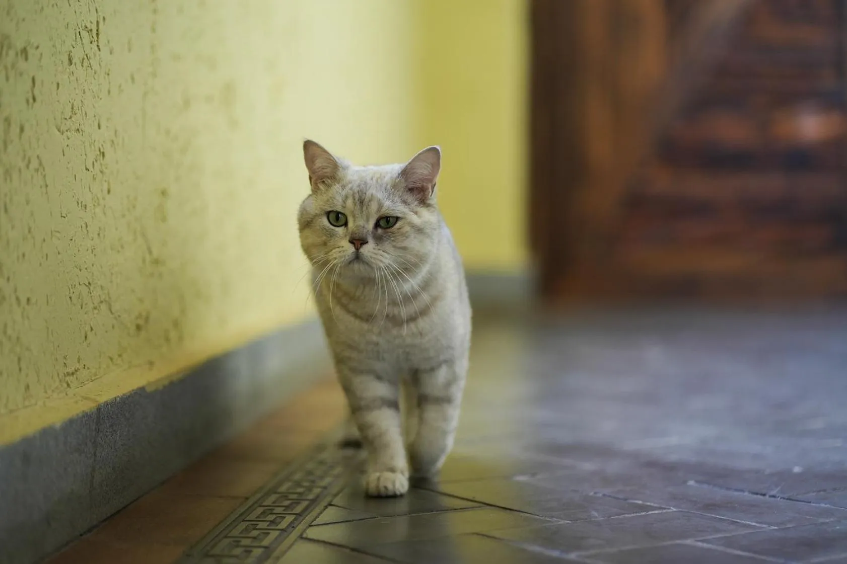 Animals in Old Story Inn Lijiang Old Town