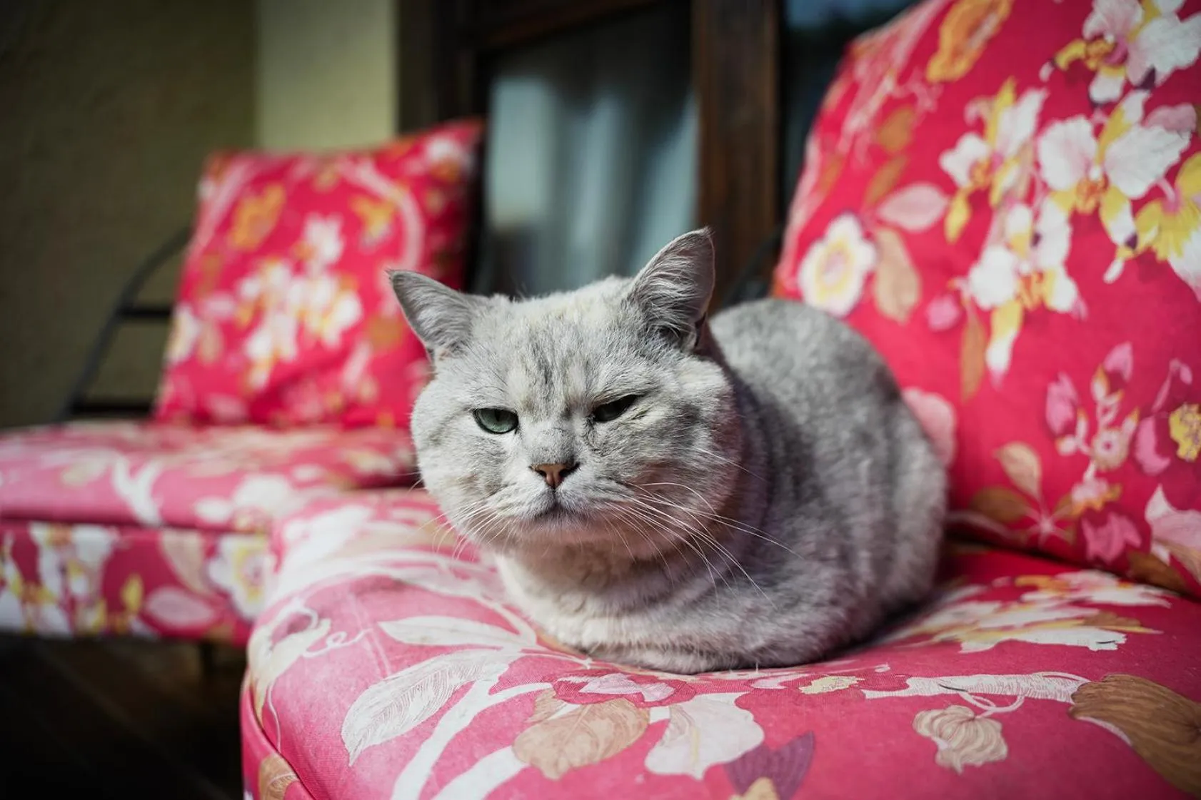 Animals in Old Story Inn Lijiang Old Town