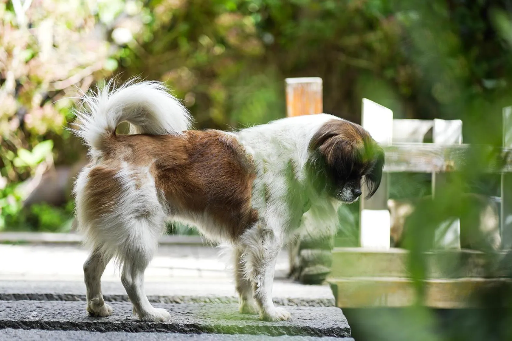 Animals in Old Story Inn Lijiang Old Town