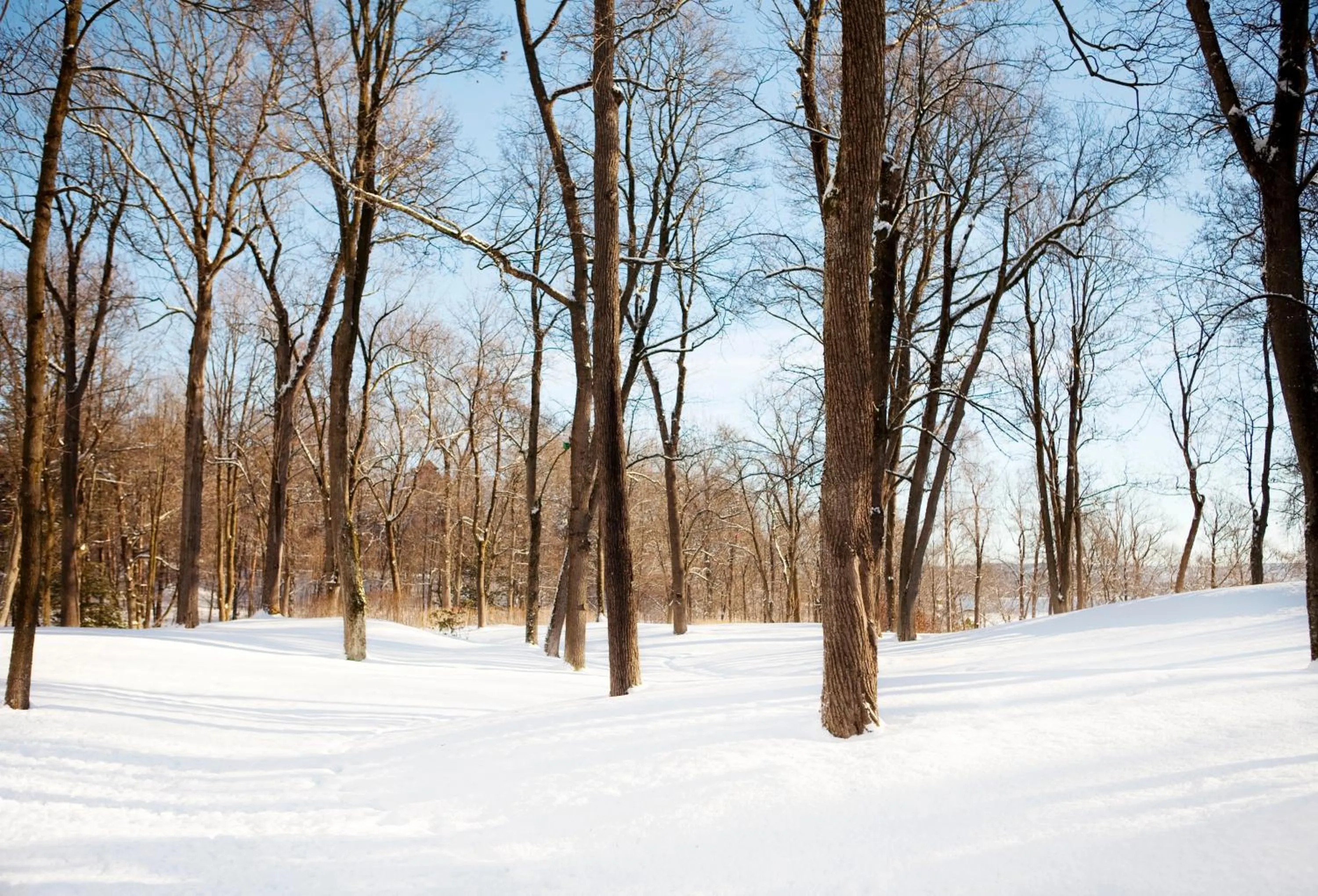 Natural landscape in Radisson Blu Park Hotel, Oslo