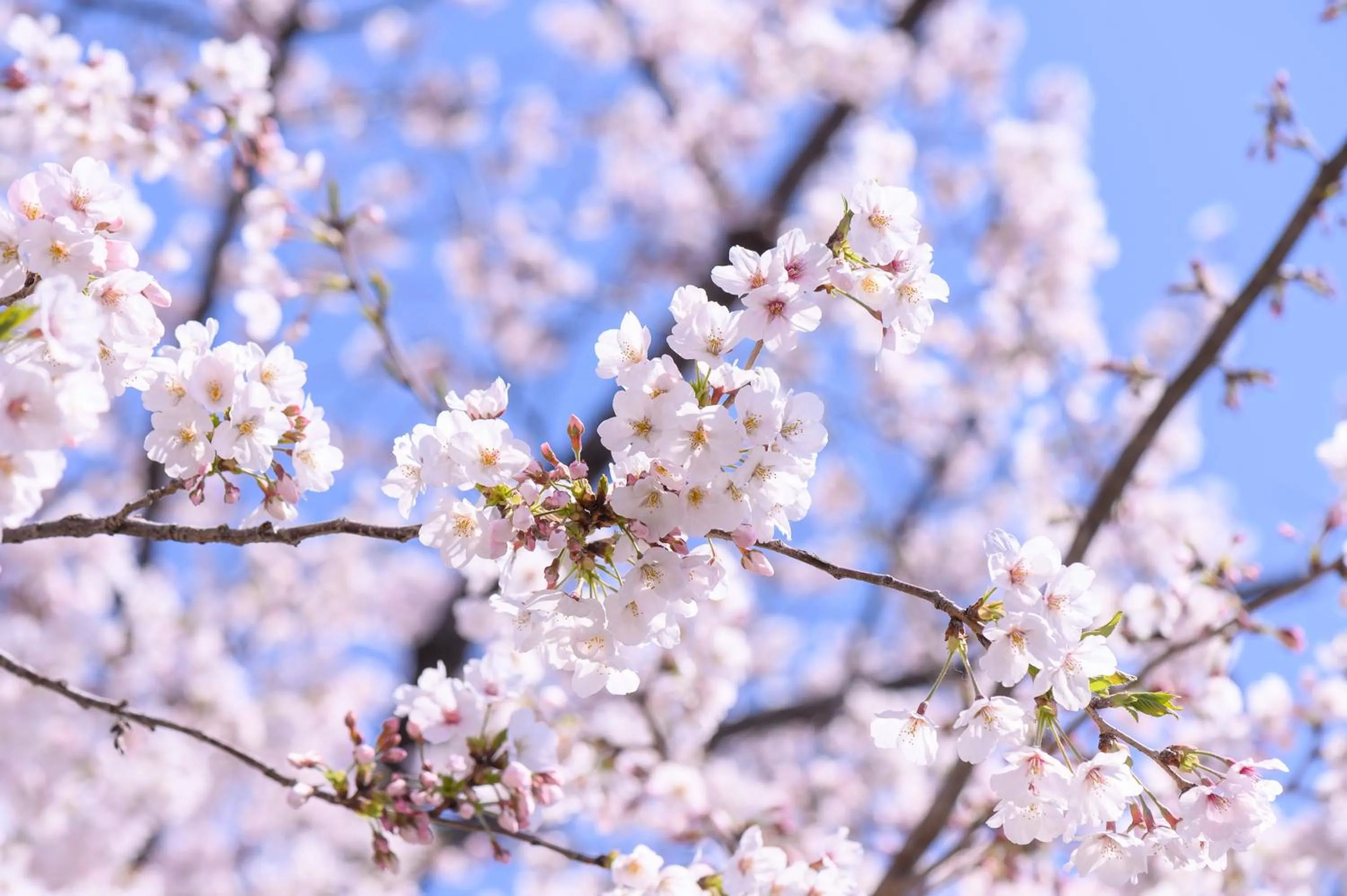 Nearby landmark in MIMARU Tokyo Ueno North
