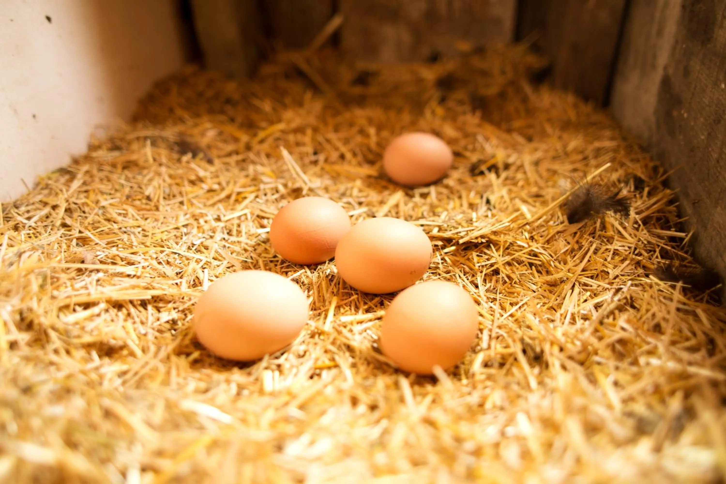 Garden in Hindiba Doga Evi