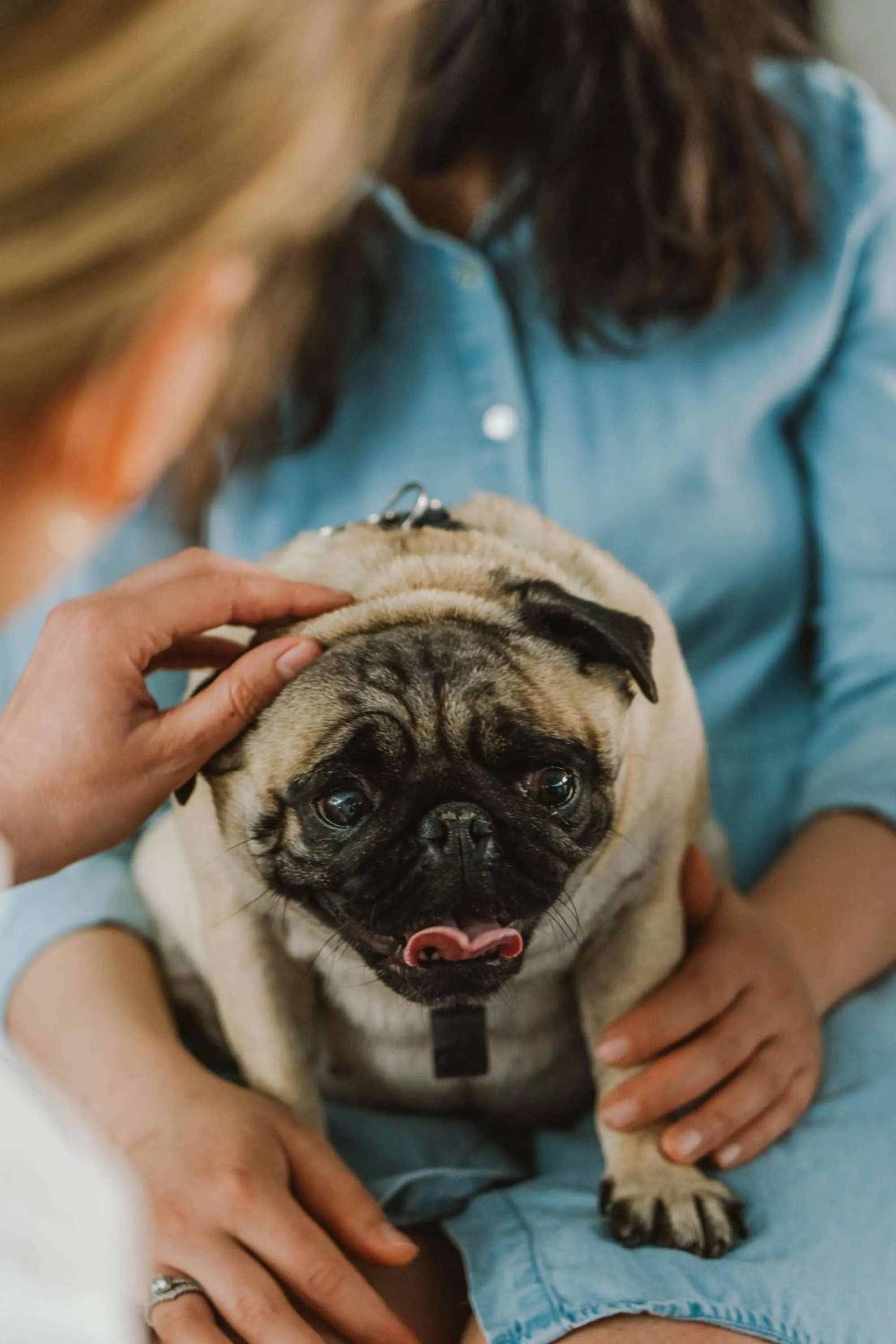 Animals in PURO Wrocław Stare Miasto
