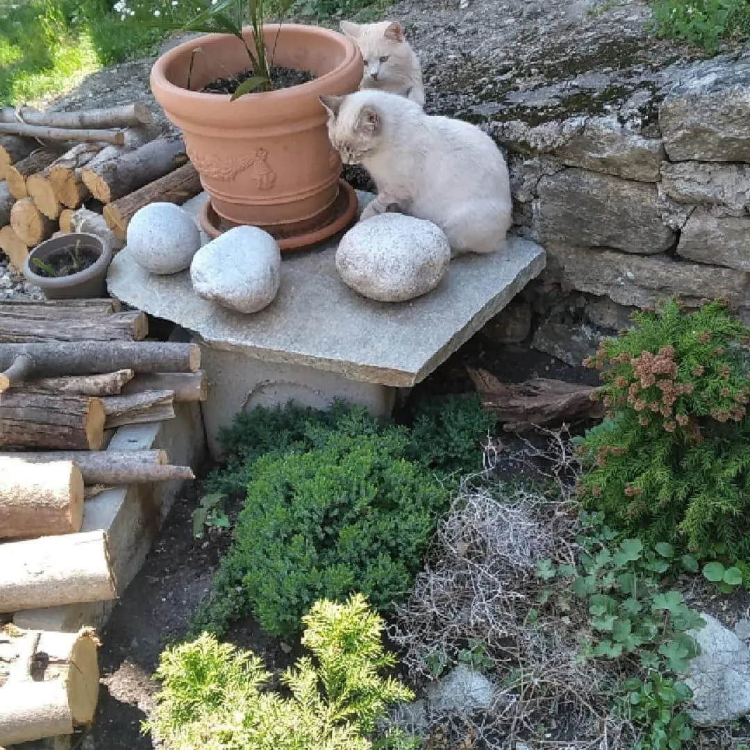 Foresteria B&B Vecchiascuola Pianazzola