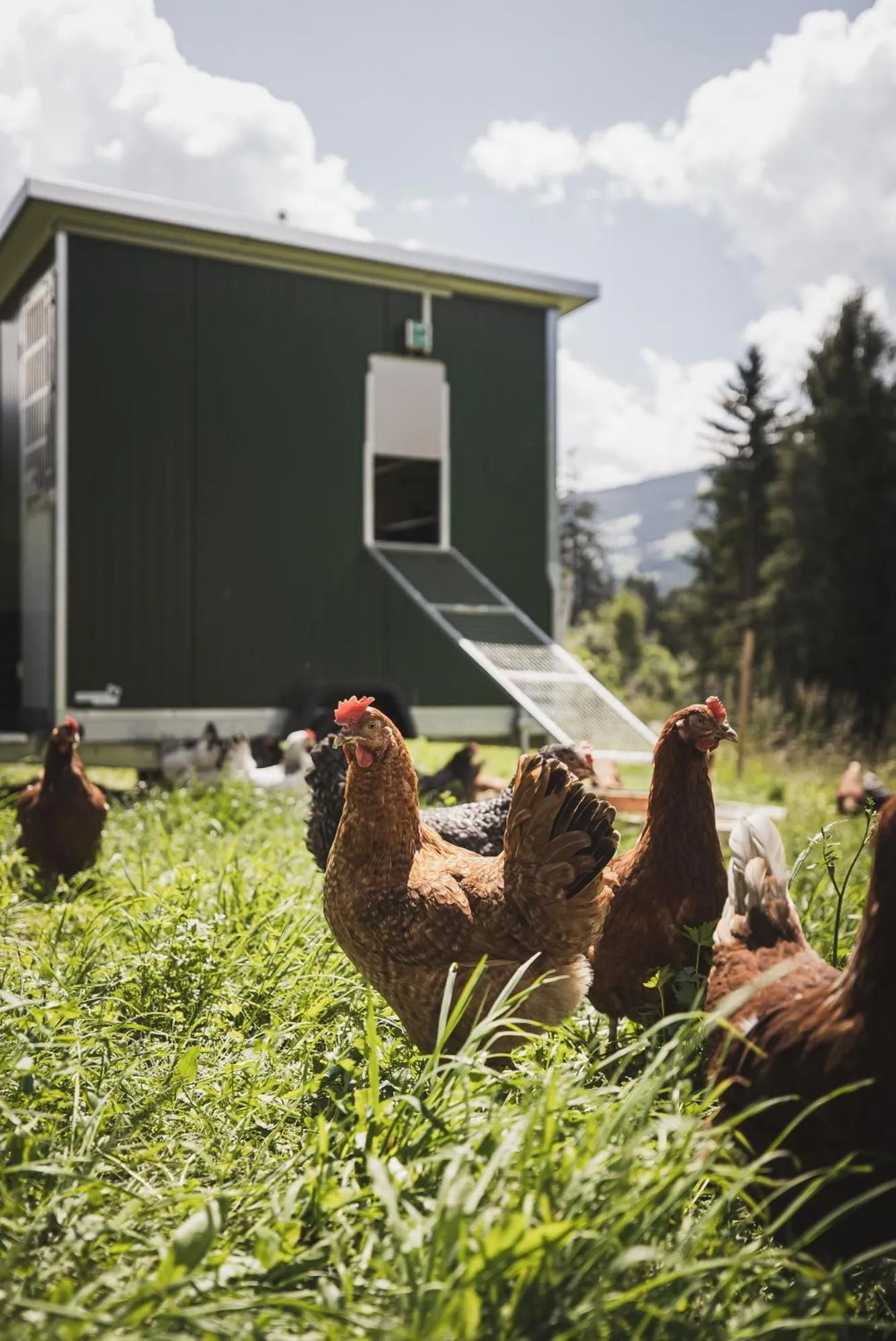 Animals in Hotel Brötz