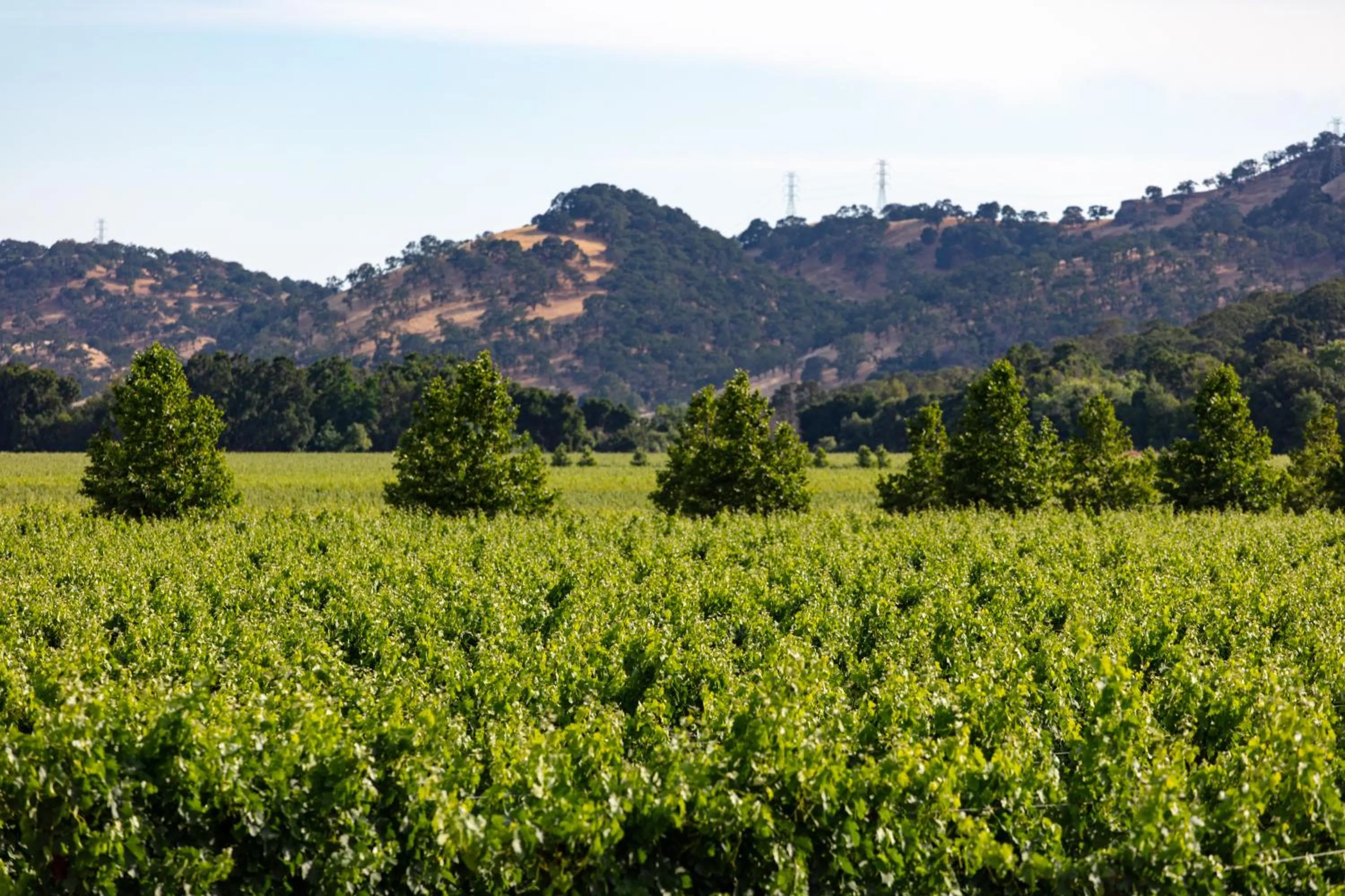 Natural landscape in Homewood Suites by Hilton Fairfield-Napa Valley Area