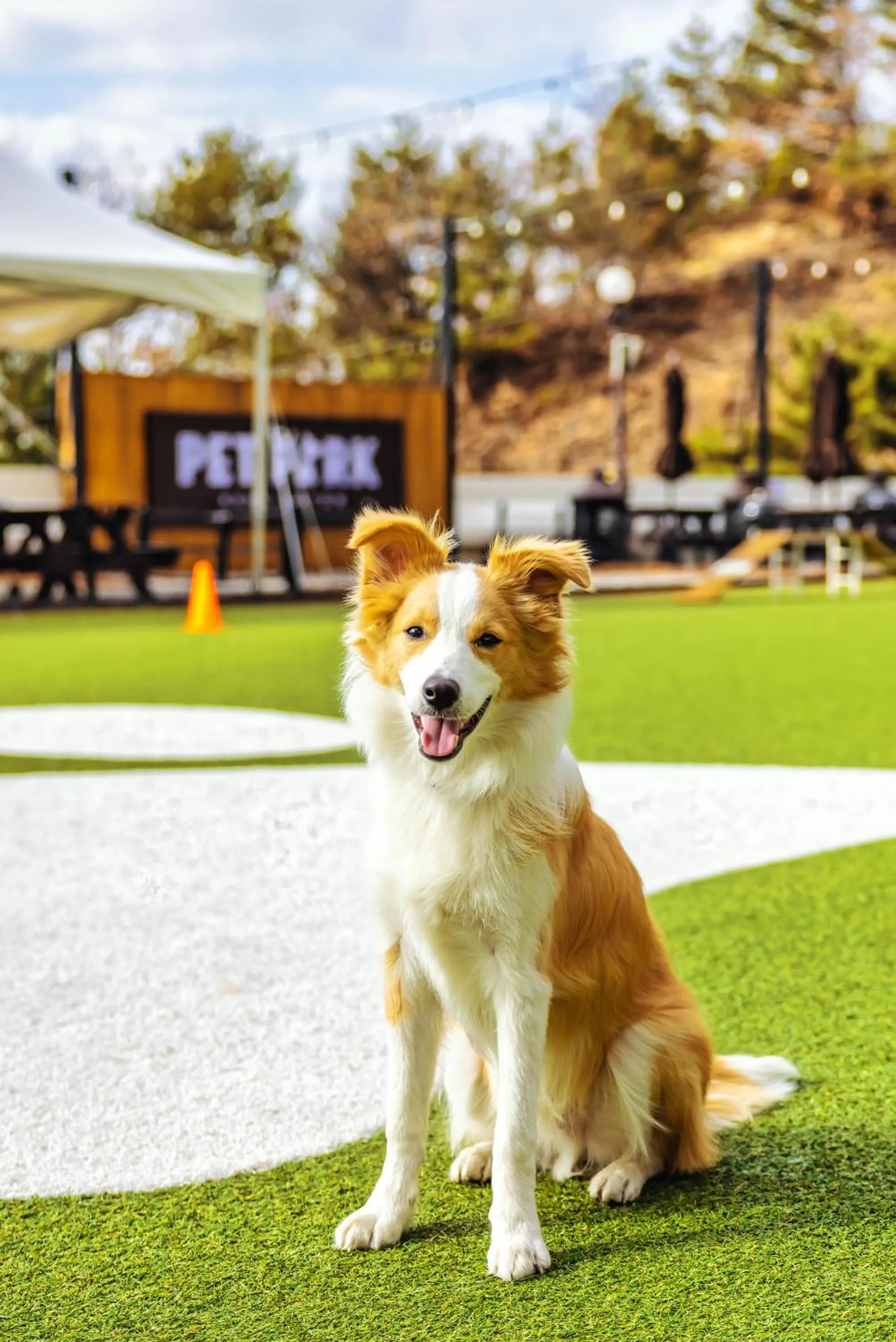 Pets in Kensington Resort Chungju