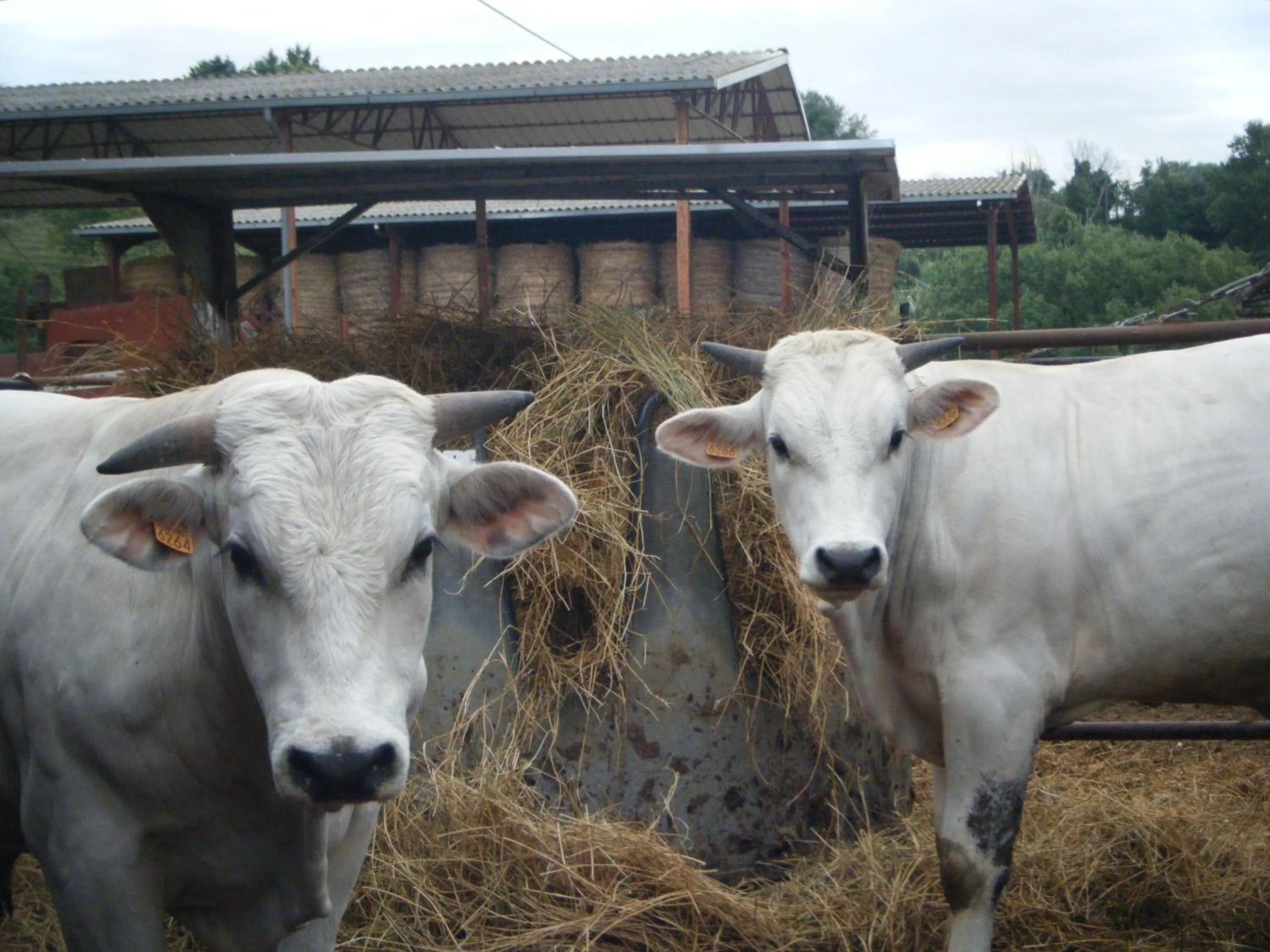 Animals in Borgo San Faustino Country Relais and Spa