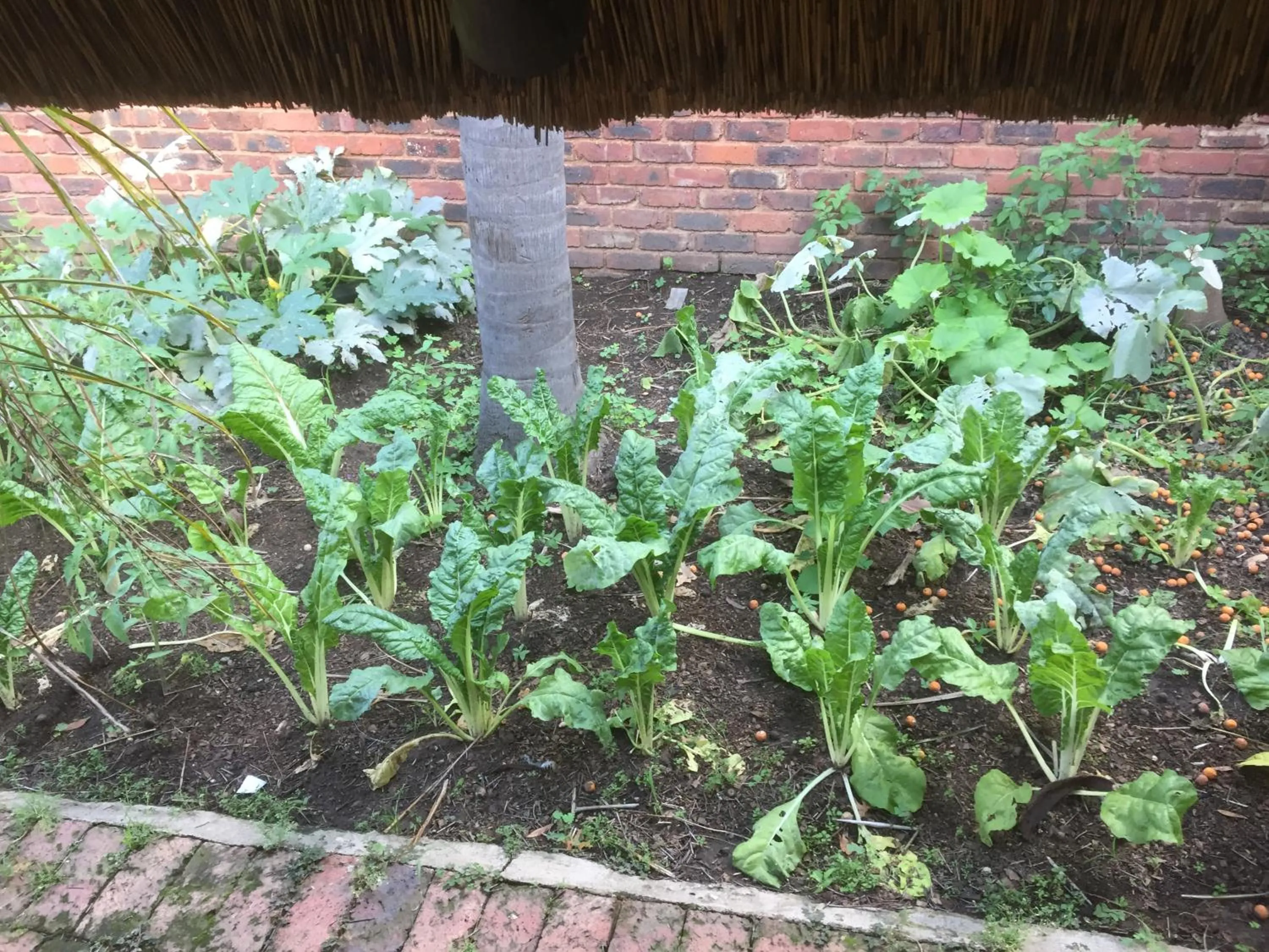 Garden in Safari Club Guest Lodge OR Tambo International Airport