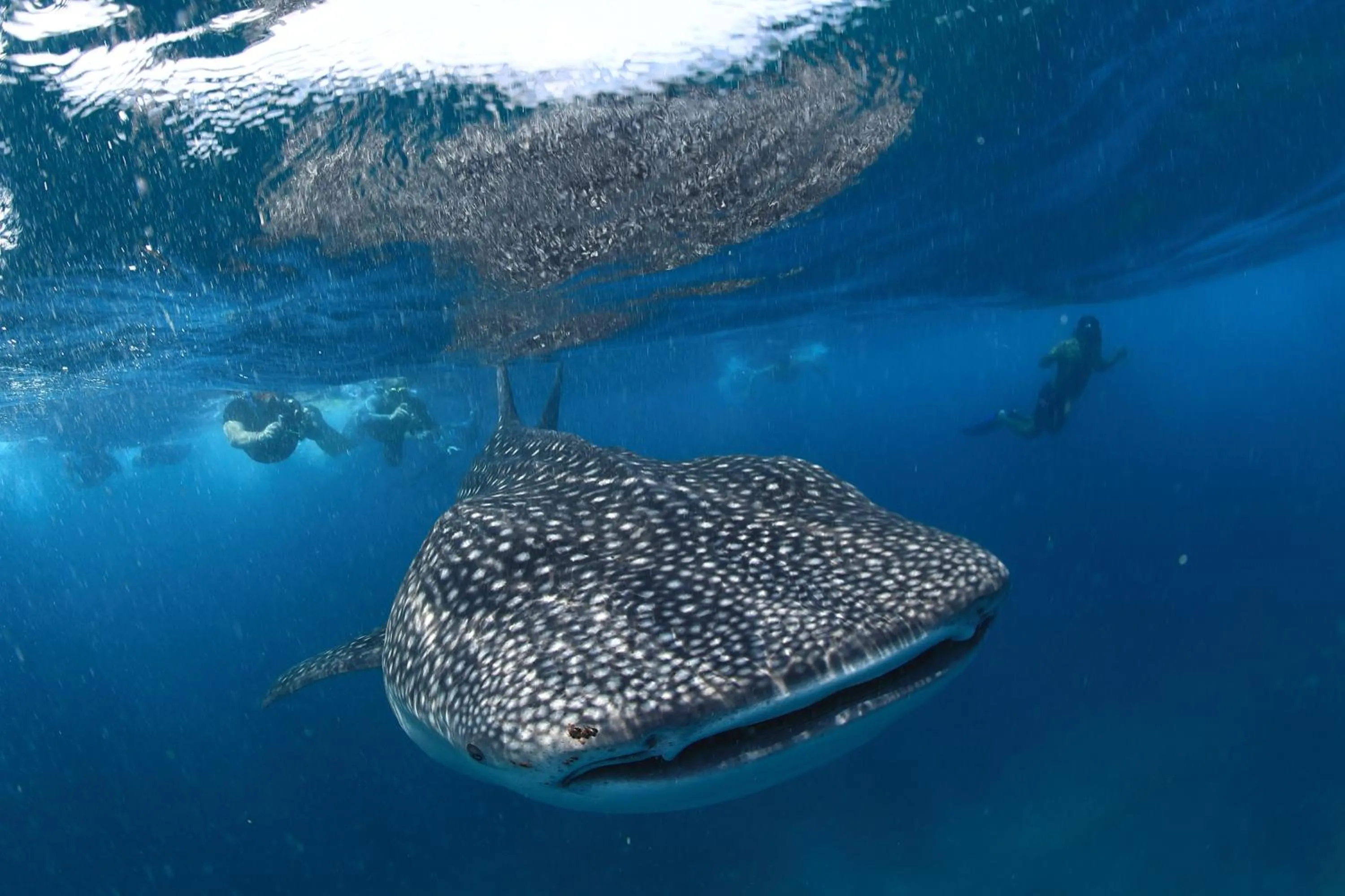 Snorkeling in V Villas Maldives at Mirihi - MGallery Collection